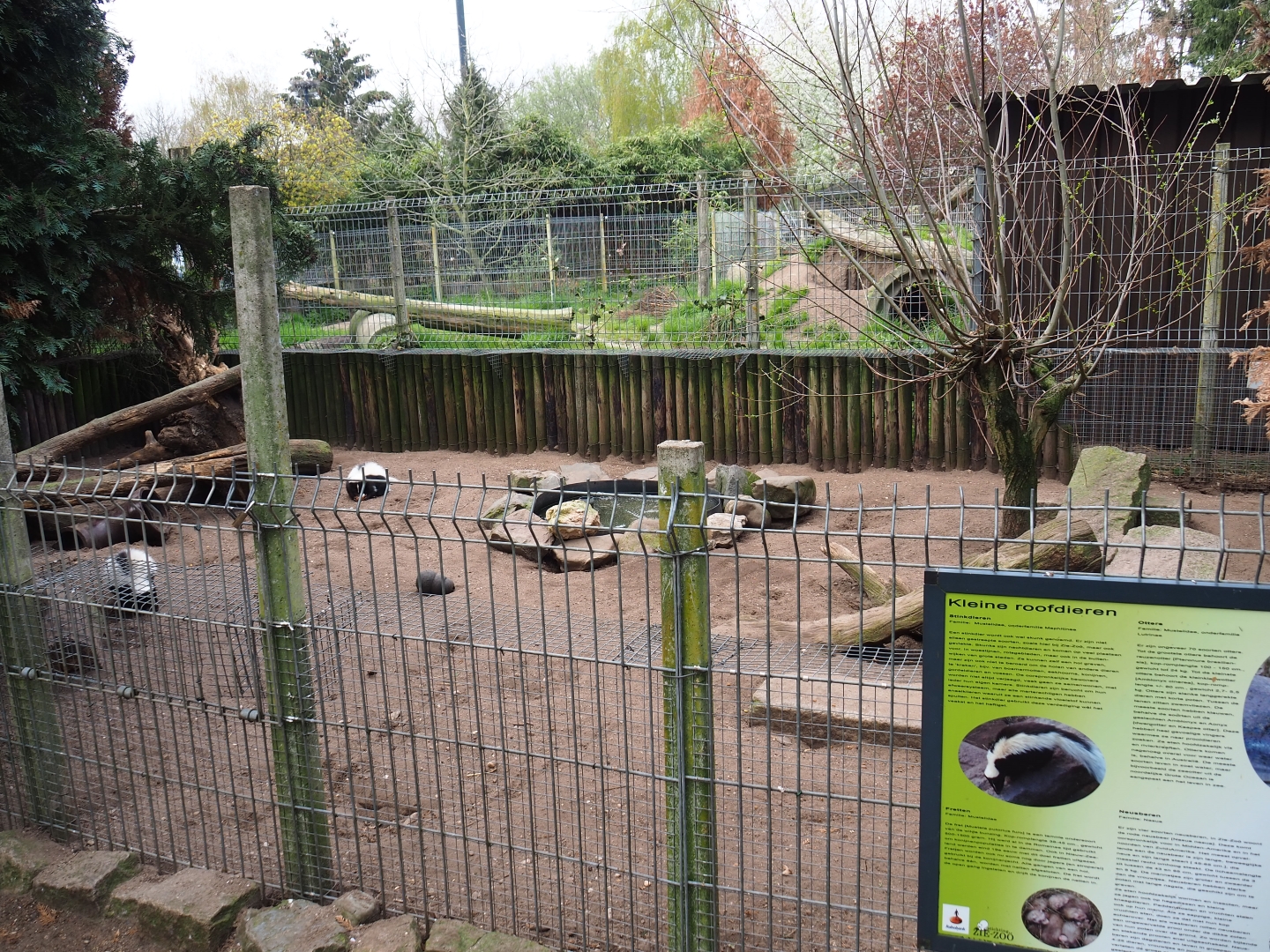 Striped skunk exhibit, 2019-04-06