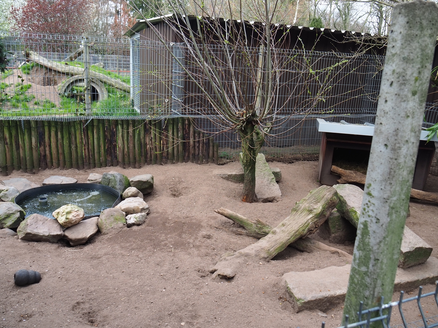 Striped skunk exhibit, 2019-04-06