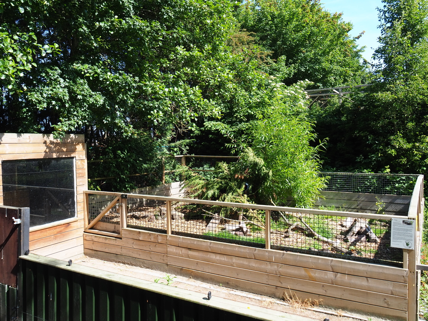 Striped skunk exhibit, 2019-06-01