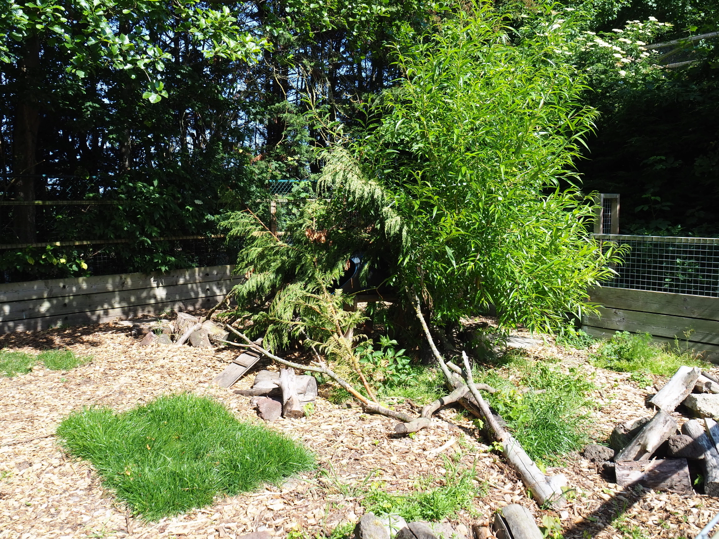 Striped skunk exhibit, 2019-06-01