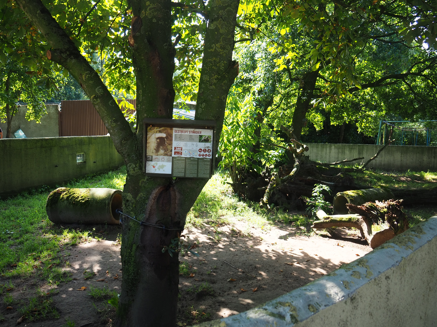 Striped skunk exhibit, 2019-08-04