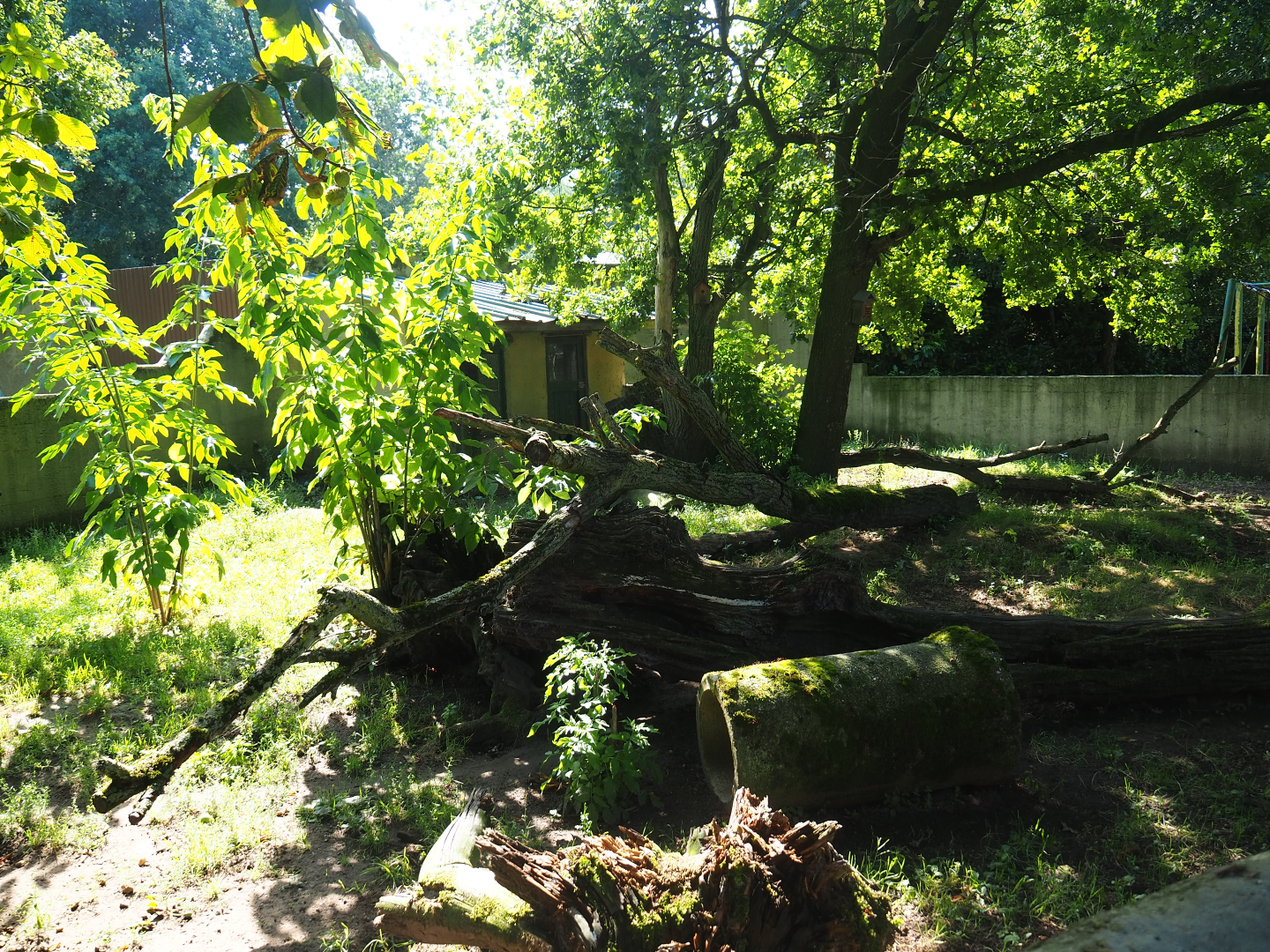 Striped skunk exhibit, 2019-08-04