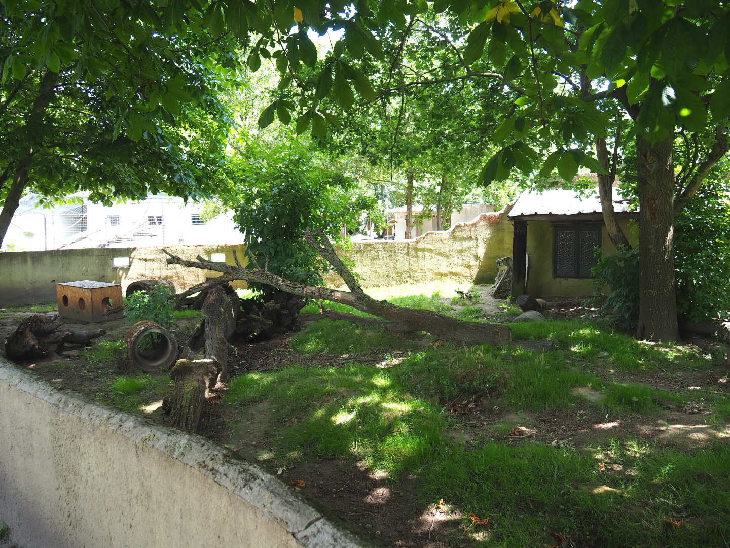 Striped skunk exhibit, 2020-06-20