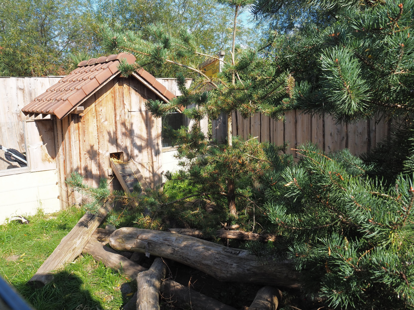 Striped skunk exhibit, 2020-09-12