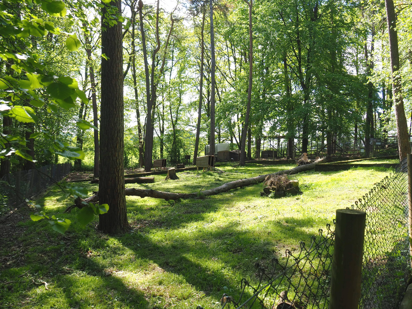 Striped skunk exhibit, 2021-05-29