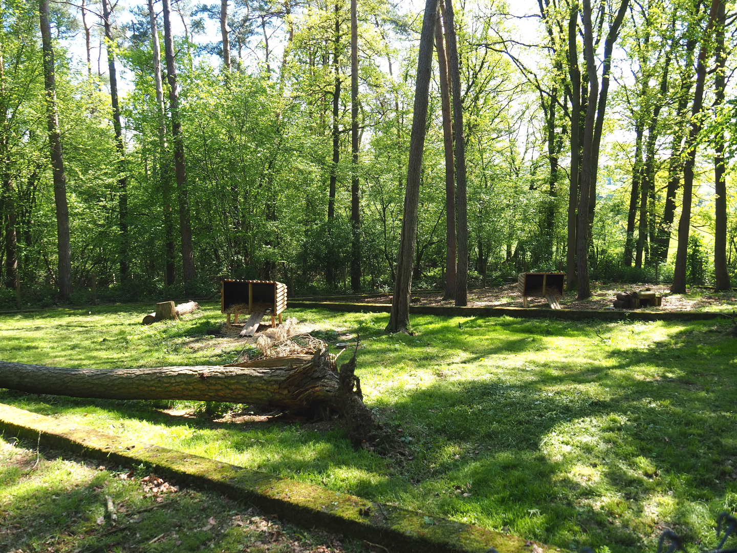 Striped skunk exhibit, 2021-05-29