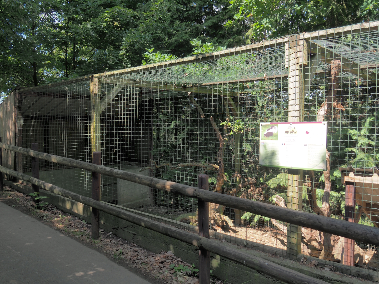 Striped skunk exhibit, 2023-06-24