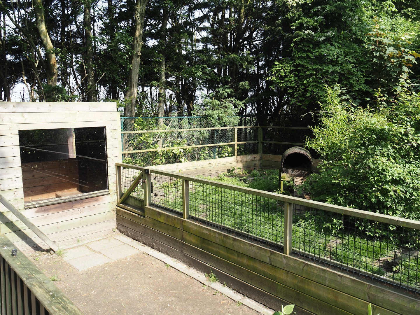 Striped skunk exhibit, 2024-05-11