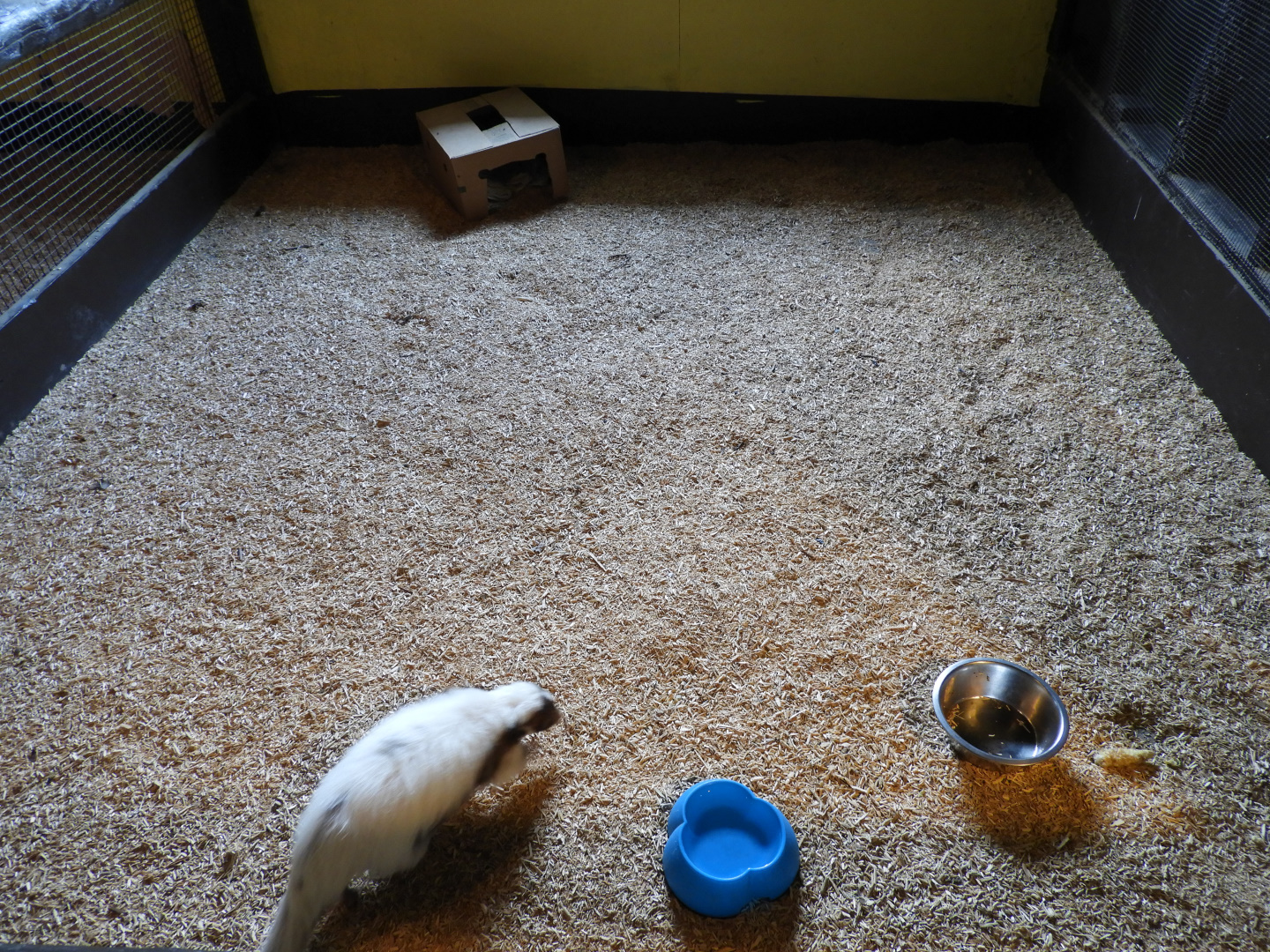 Striped Skunk exhibit #3 - Baby Barn - Animal Gardens Petting Zoo