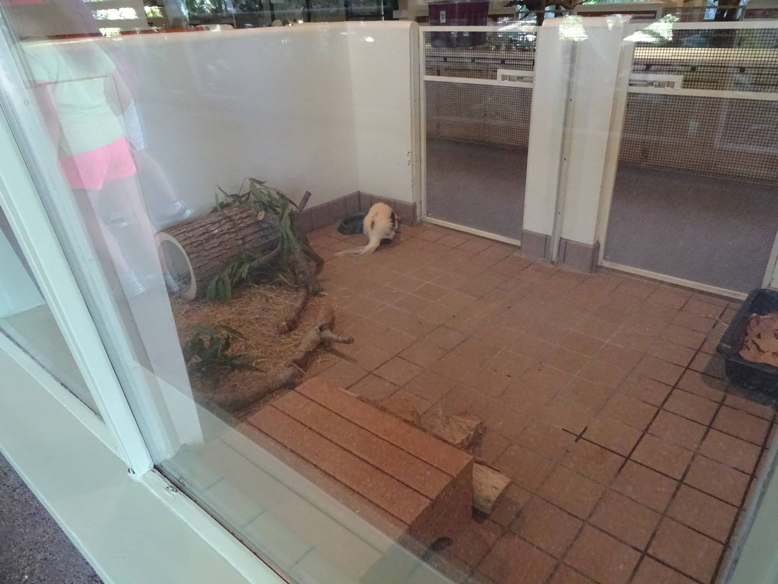 Striped Skunk Exhibit at Busch Gardens Tampa