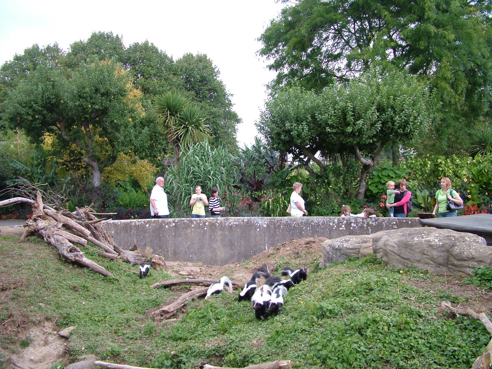 Striped Skunk exhibit at Cotswold WP 19/09/09