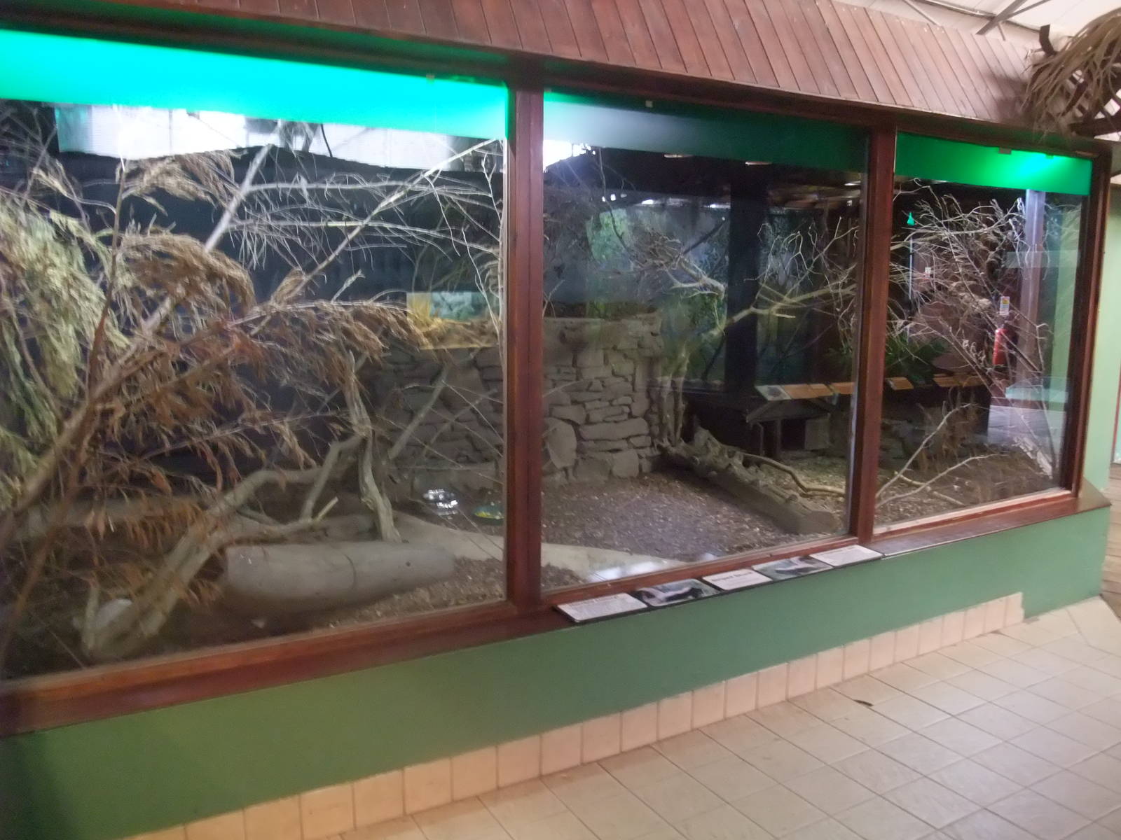 Striped Skunk Exhibit at the Palms: Final Visit, 08/08/10