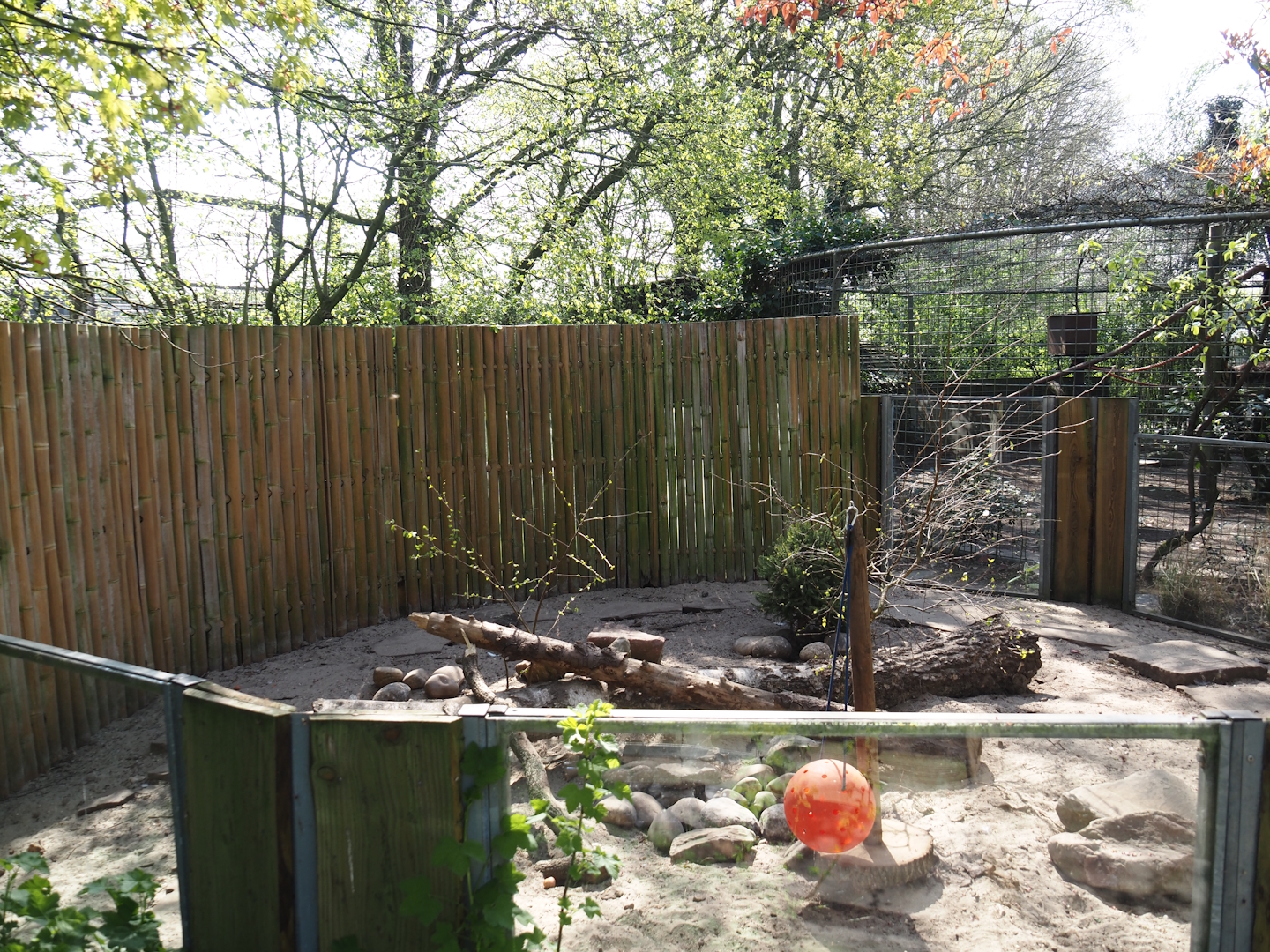 Striped skunk exhibit (Formerly Asian small-clawed otter), 2025-04-12