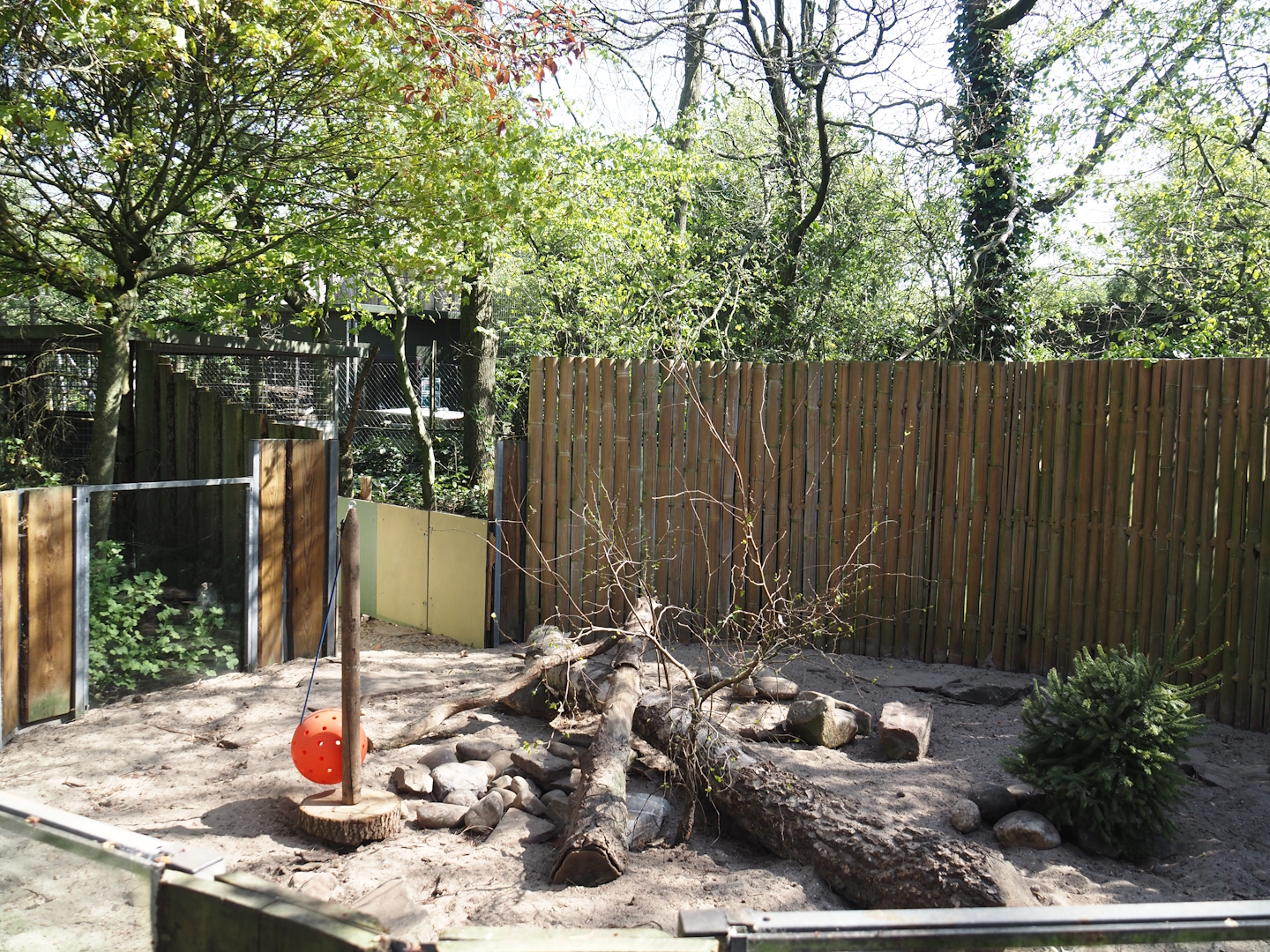 Striped skunk exhibit (Formerly Asian small-clawed otter), 2025-04-12