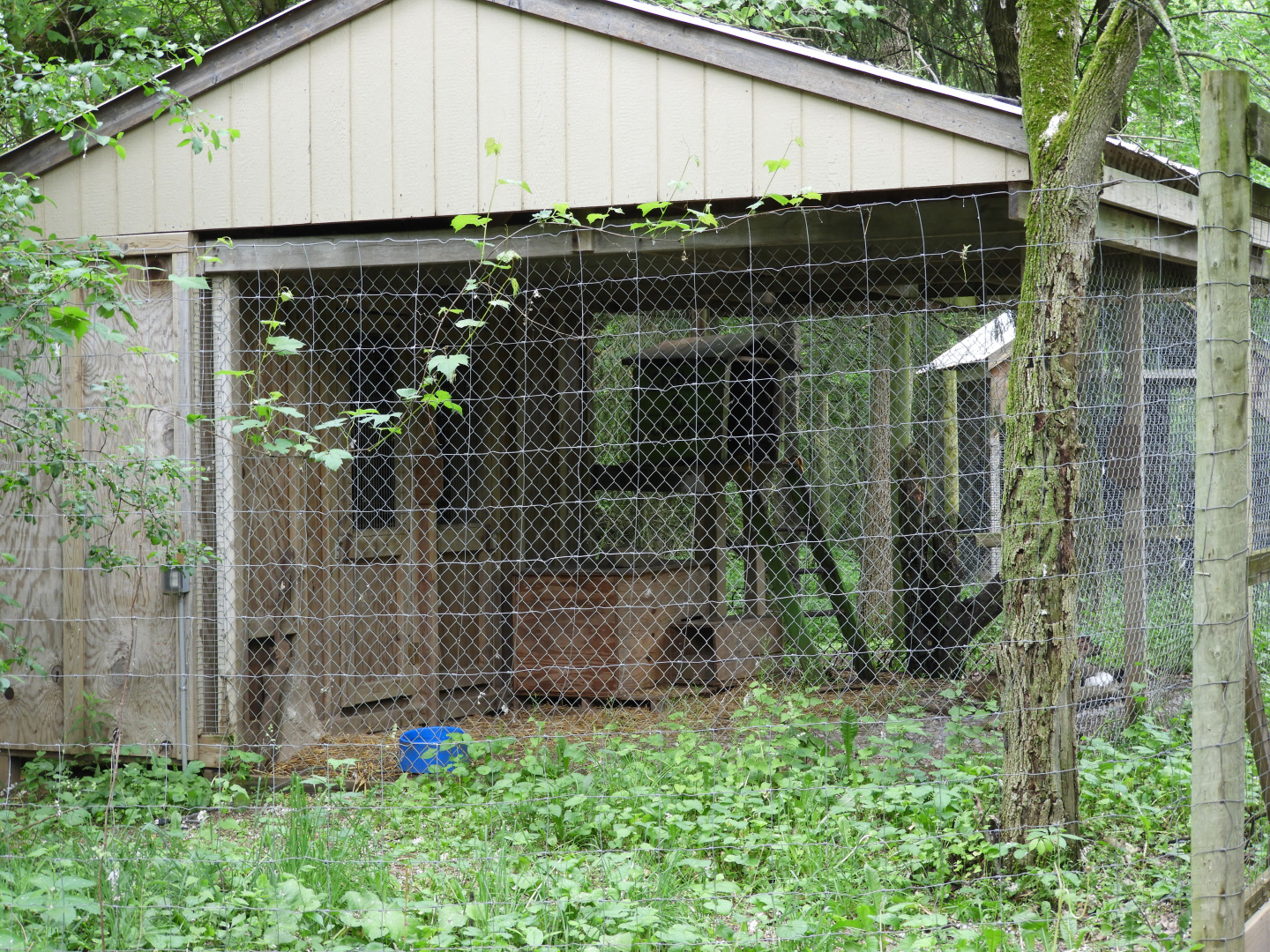 Striped Skunk exhibit - Wilderness Trail - Animal Gardens Petting Zoo
