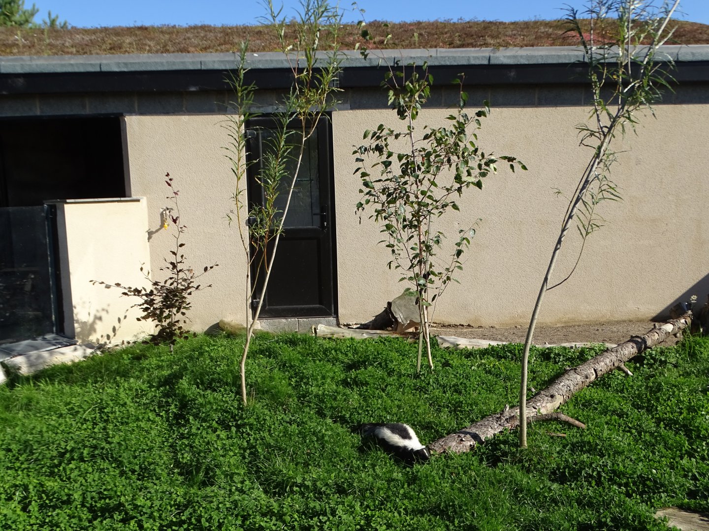 Striped Skunk exhibit with Reptile Realm behind, 12th September 2024