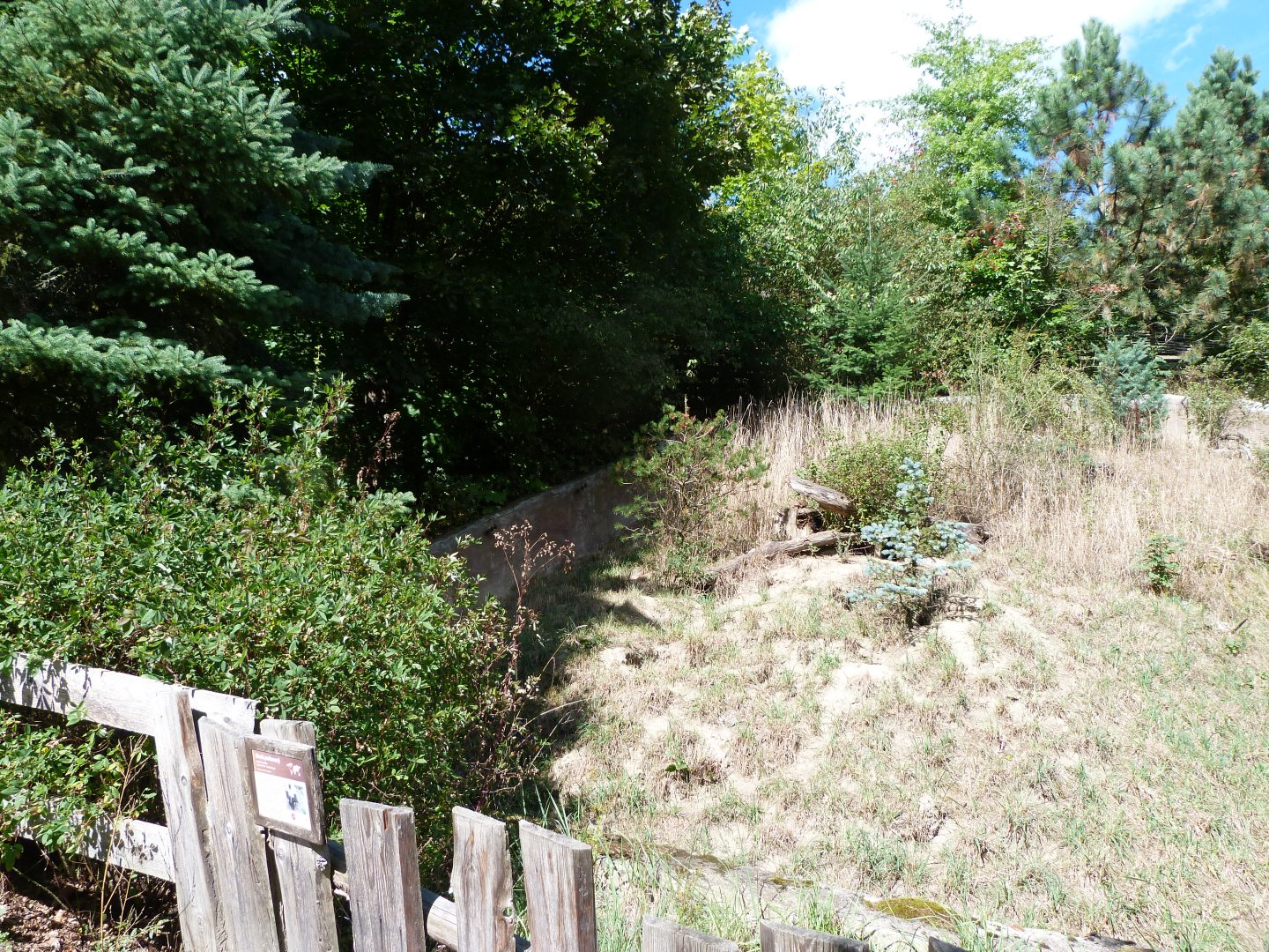 Striped skunk exhibit -Zoo Plzeň (2025)