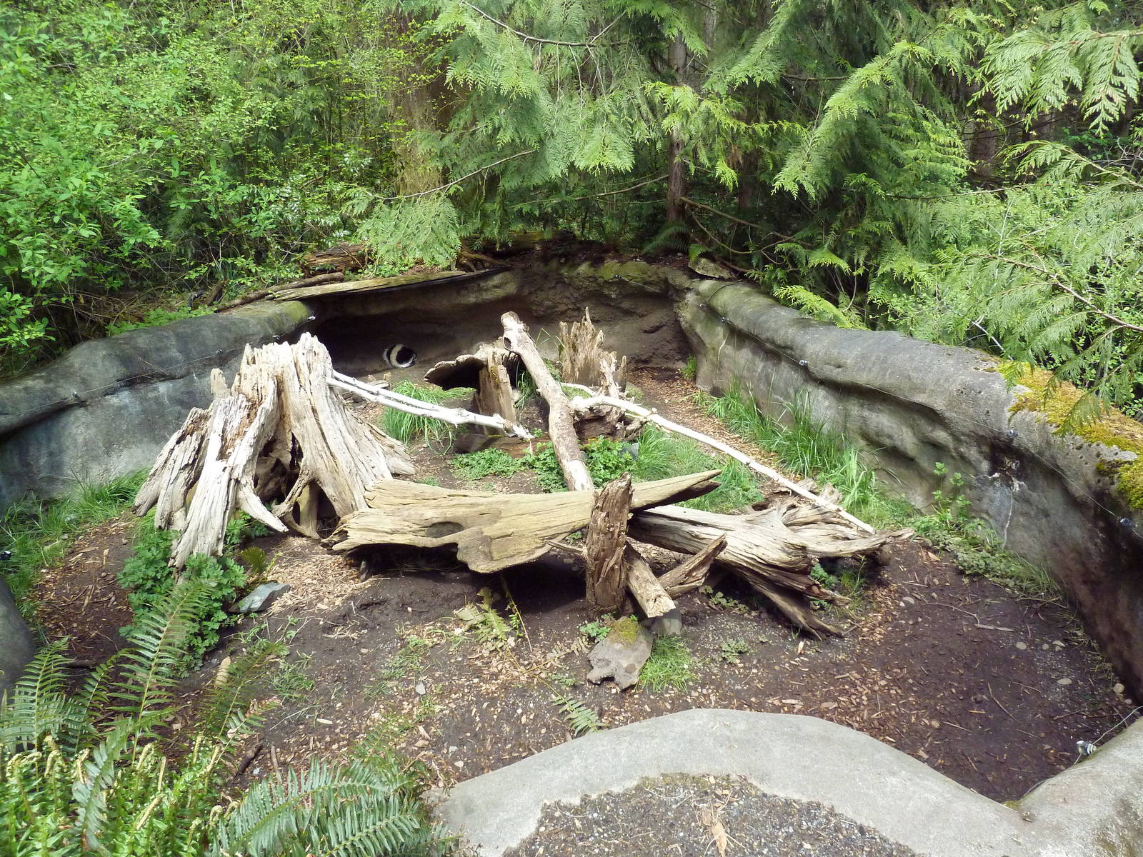 Striped Skunk Exhibit