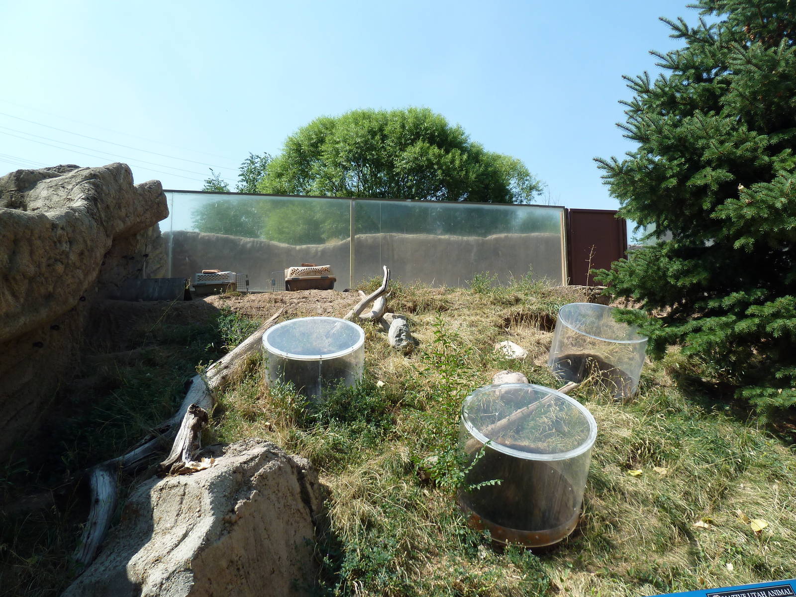 Striped Skunk Exhibit