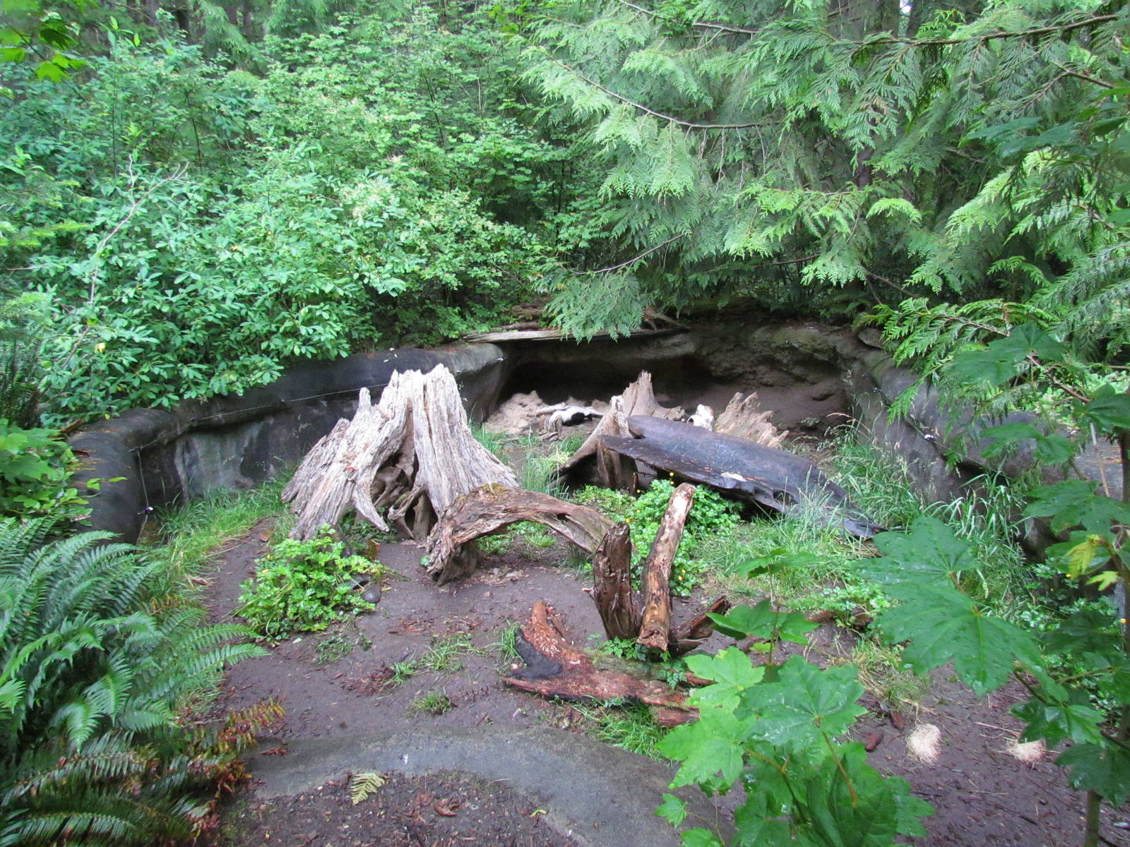 Striped Skunk Exhibit