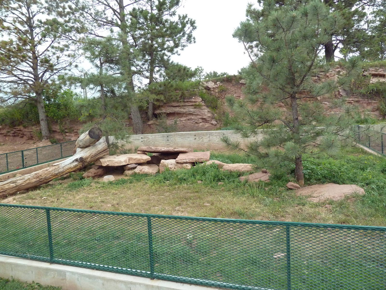 Striped Skunk Exhibit