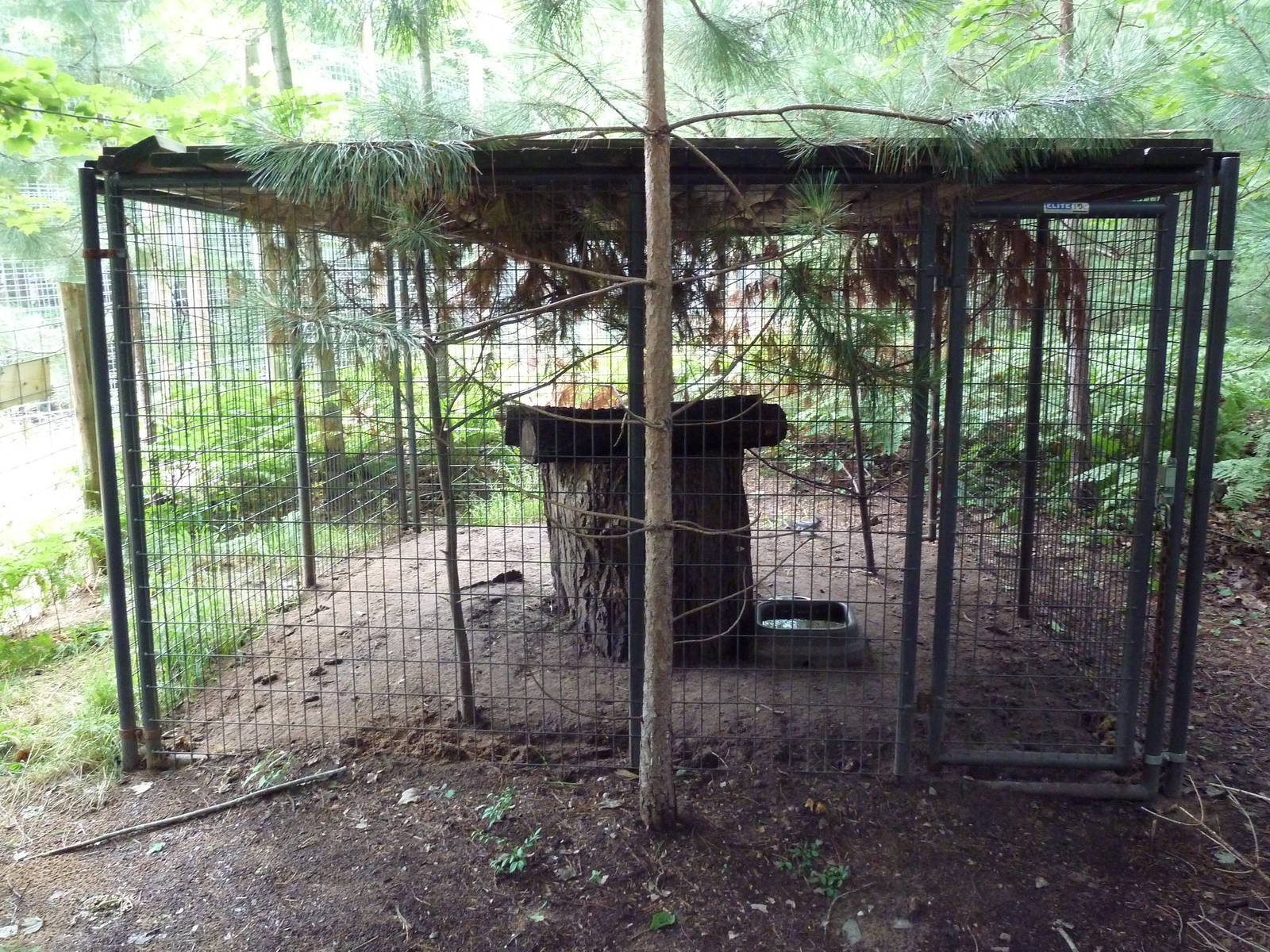 Striped Skunk Exhibit