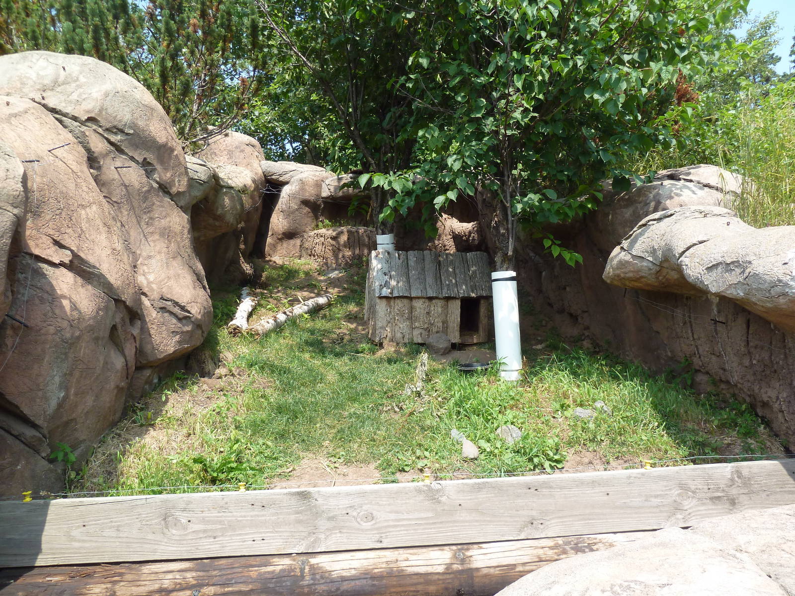 Striped Skunk Exhibit
