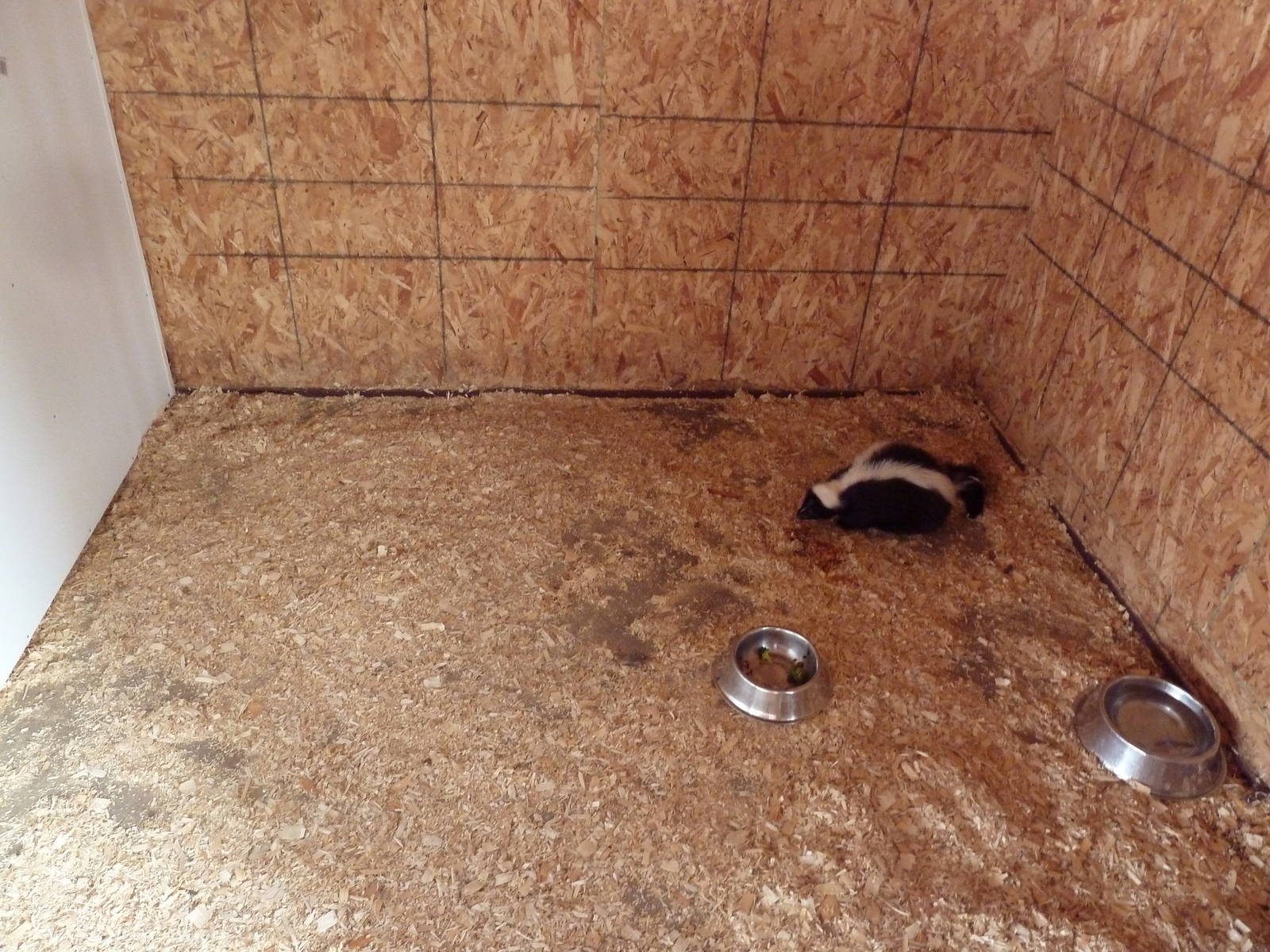 Striped Skunk Exhibit