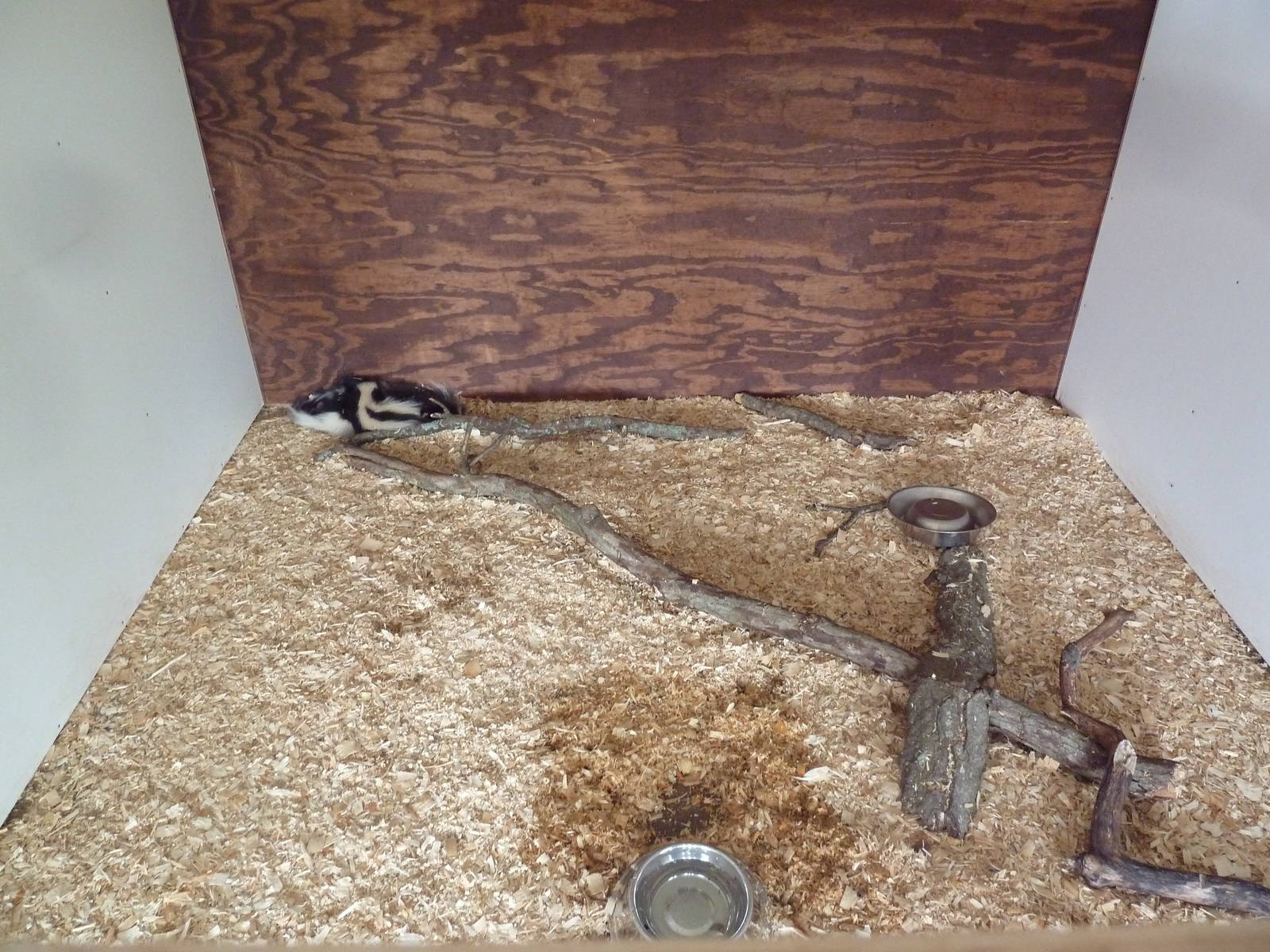 Striped Skunk Exhibit