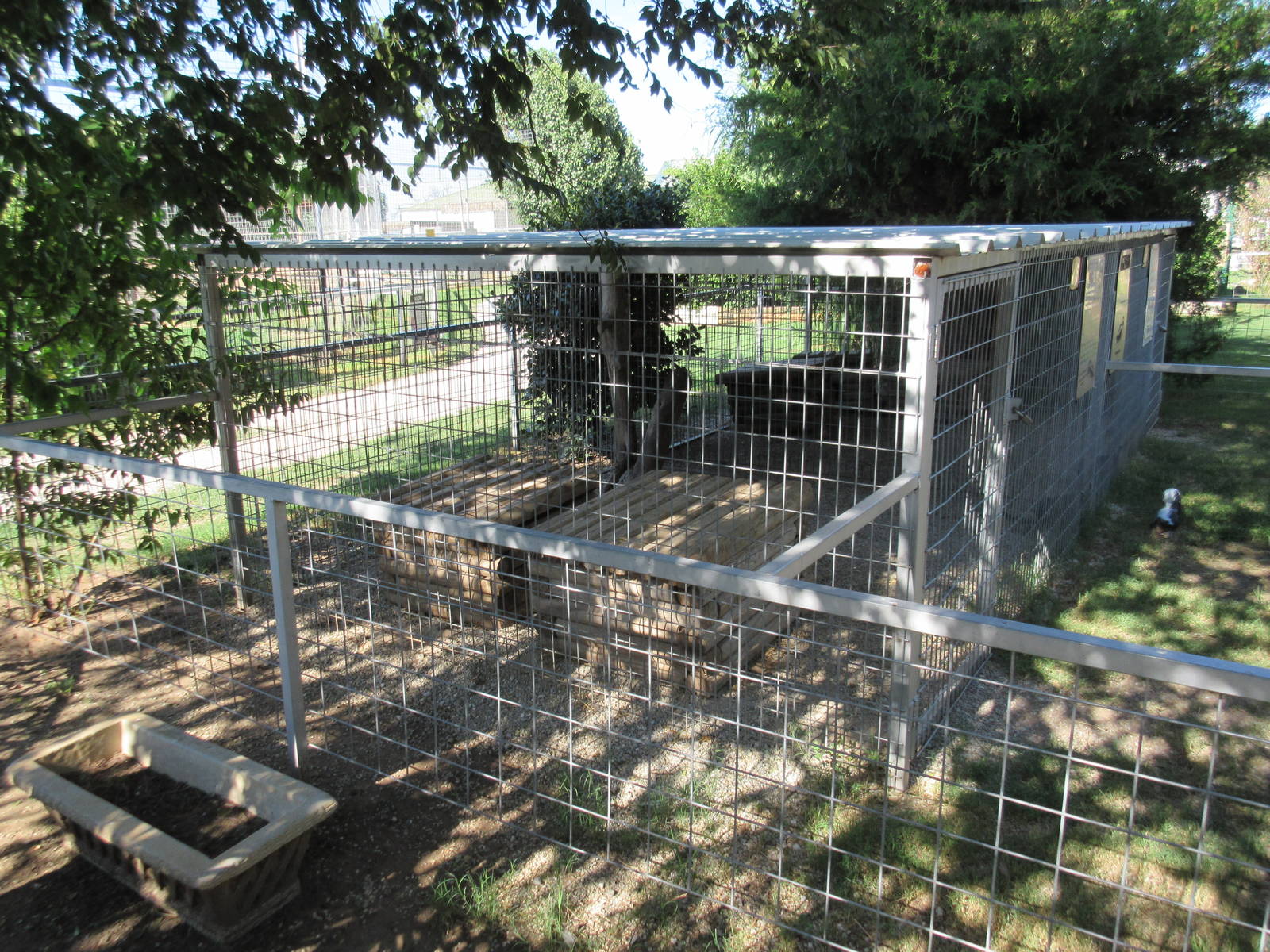 Striped Skunk Exhibit