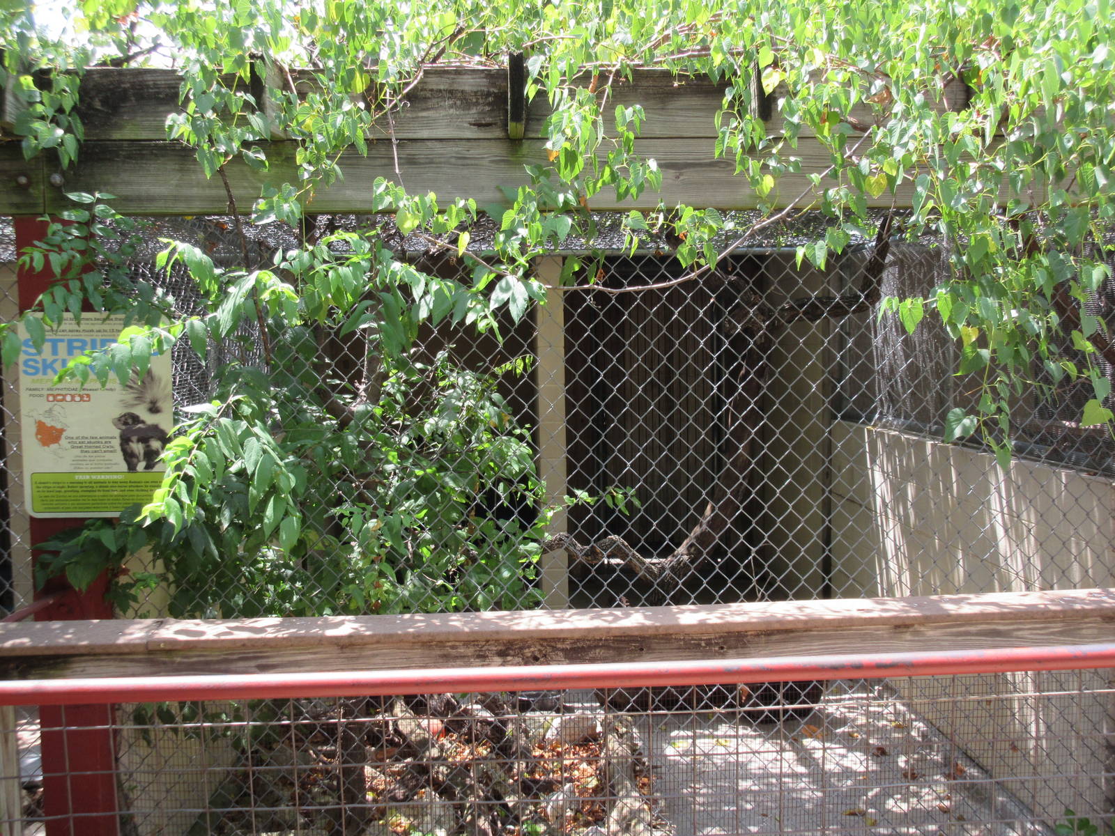 Striped Skunk Exhibit