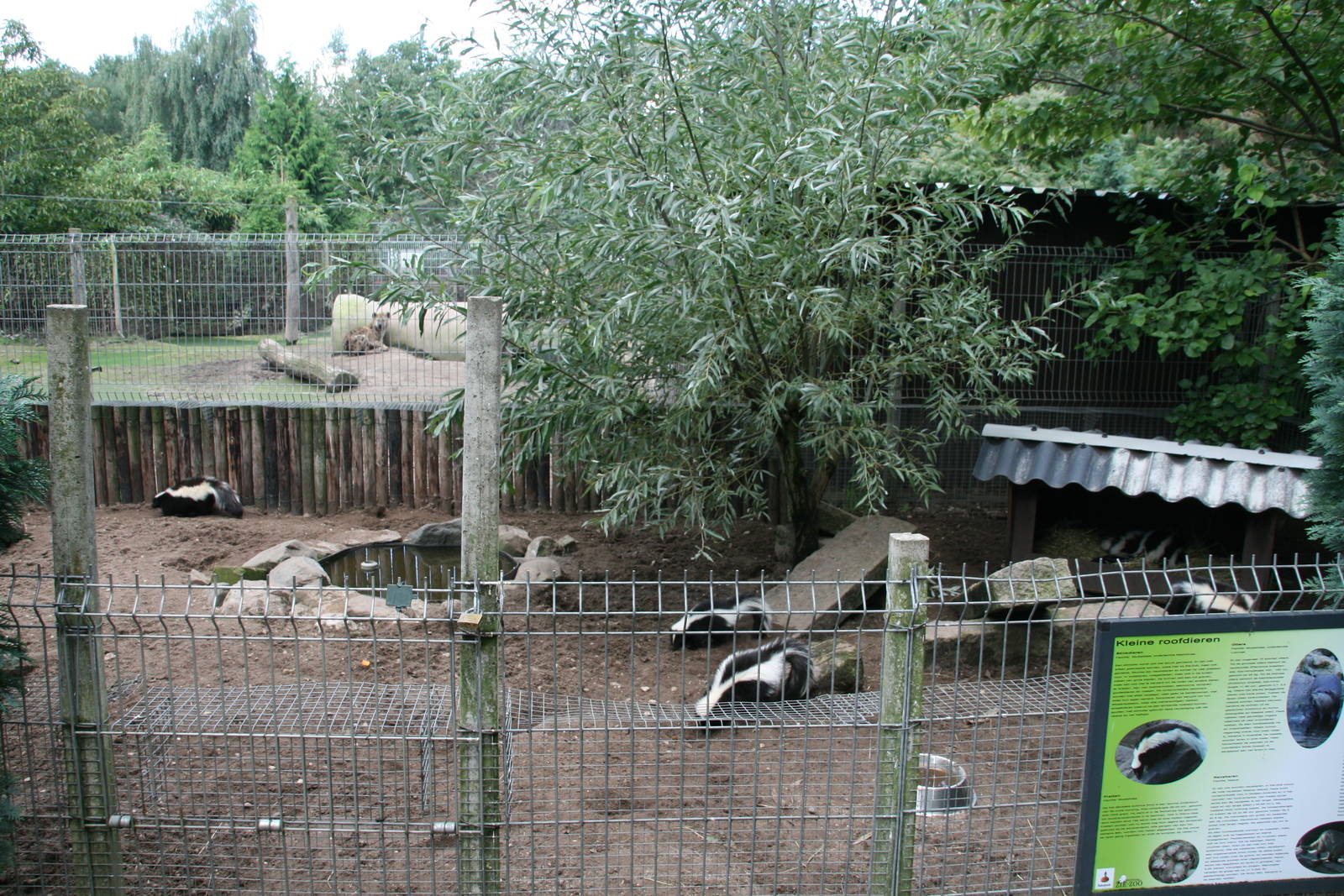 Striped skunk exhibit