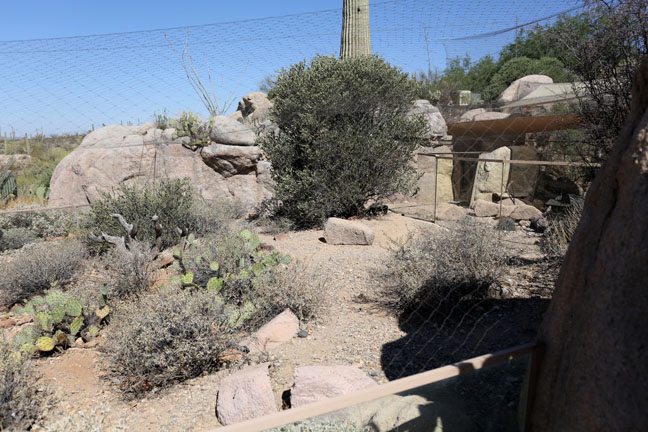 striped skunk exhibit