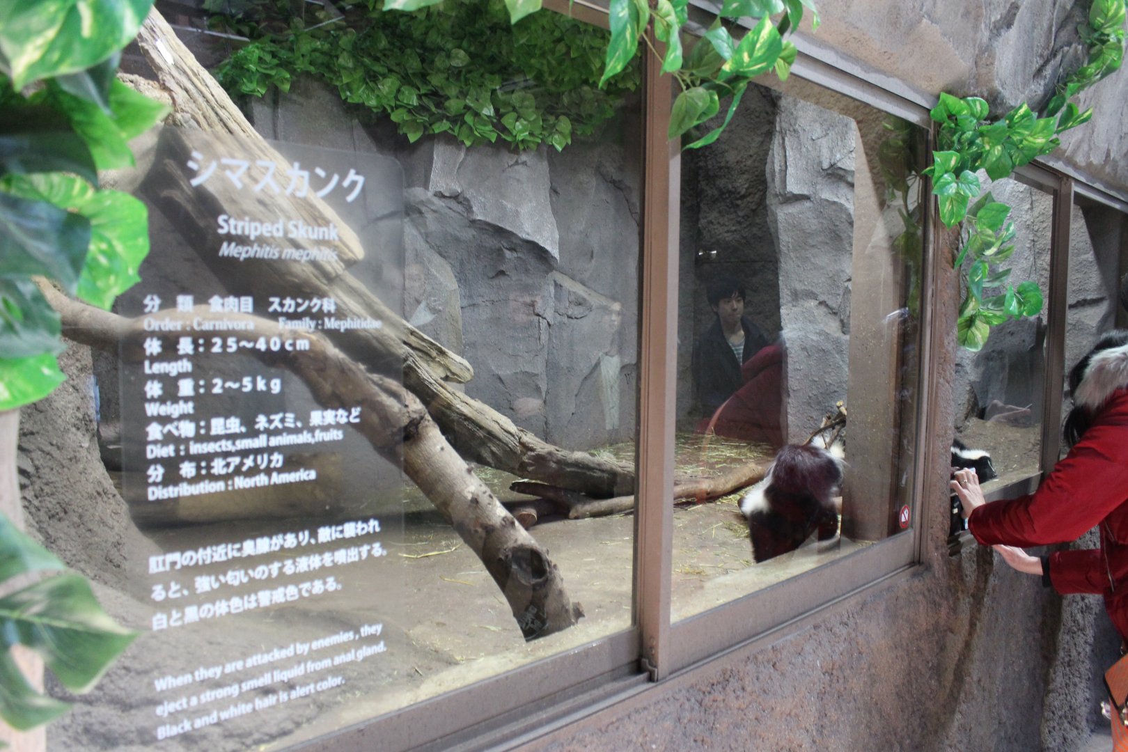 Striped skunk exhibit