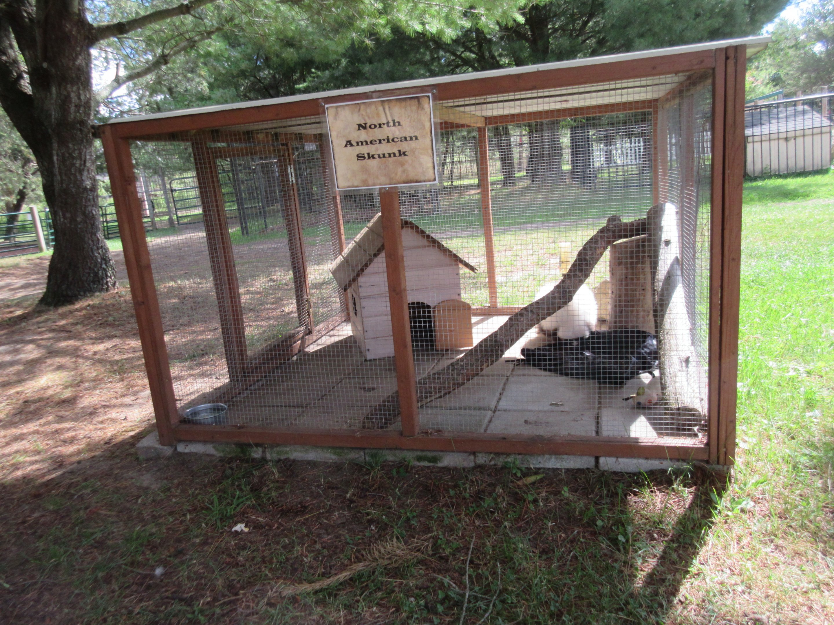 Striped Skunk Exhibit