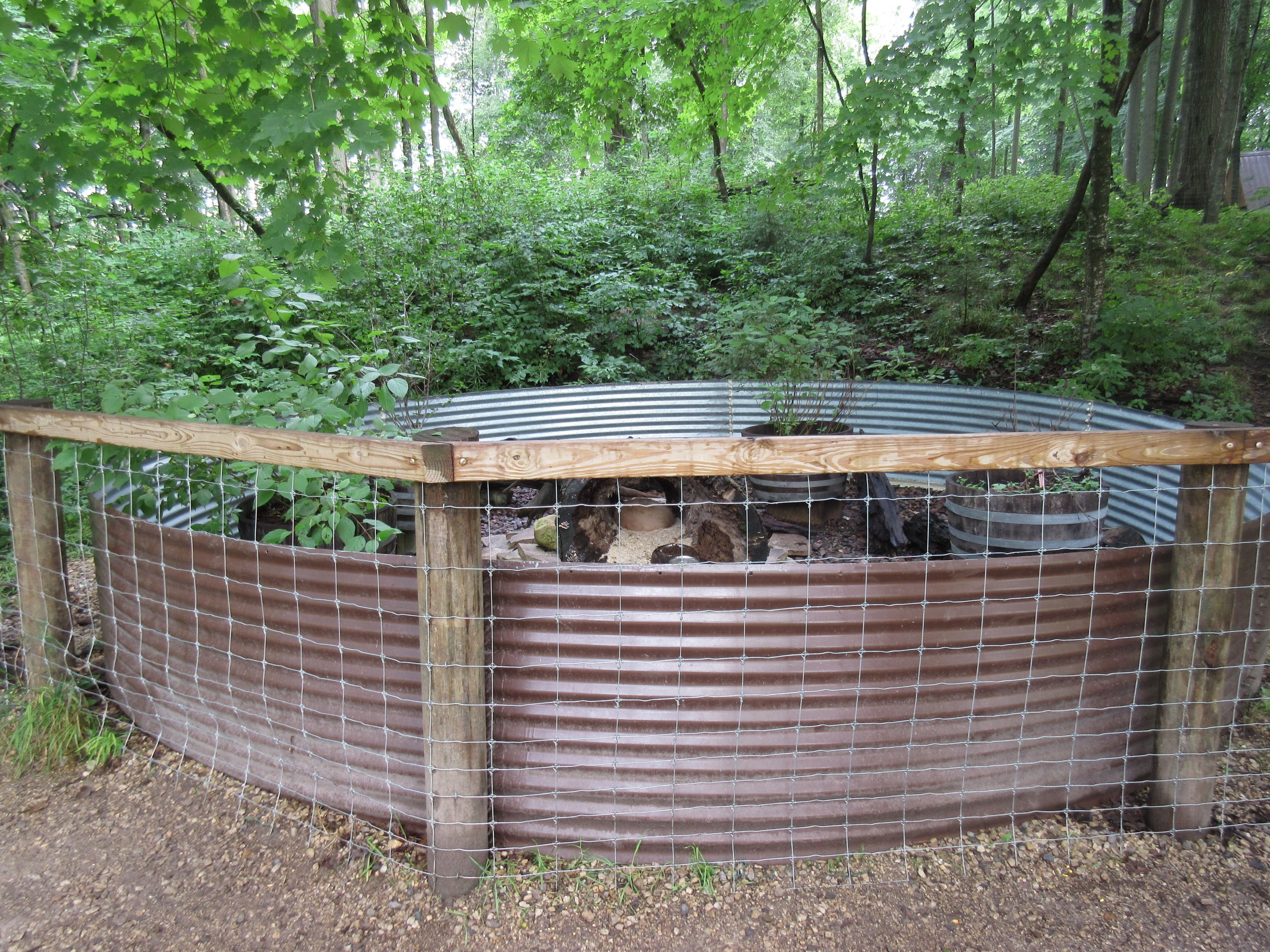 Striped Skunk Exhibit