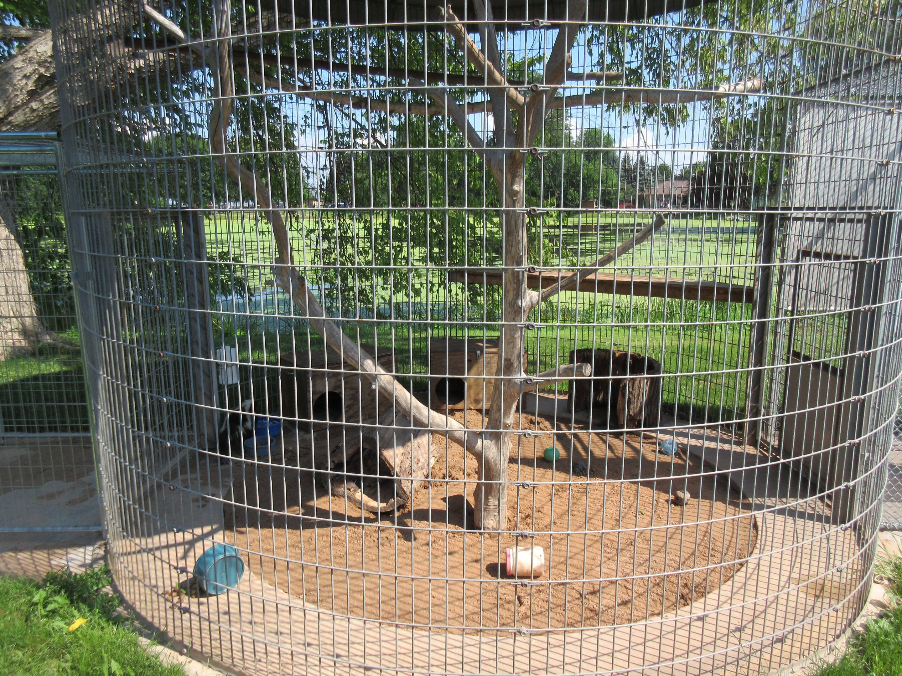 Striped Skunk Exhibit