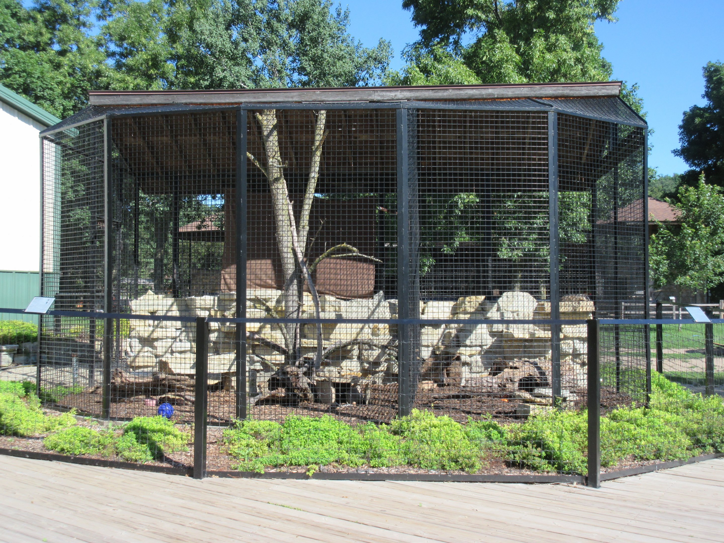 Striped Skunk Exhibit