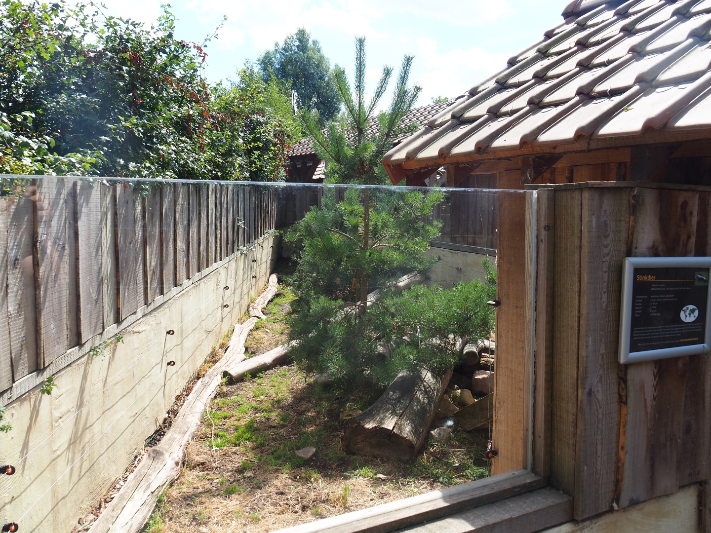 Striped skunk exhibit