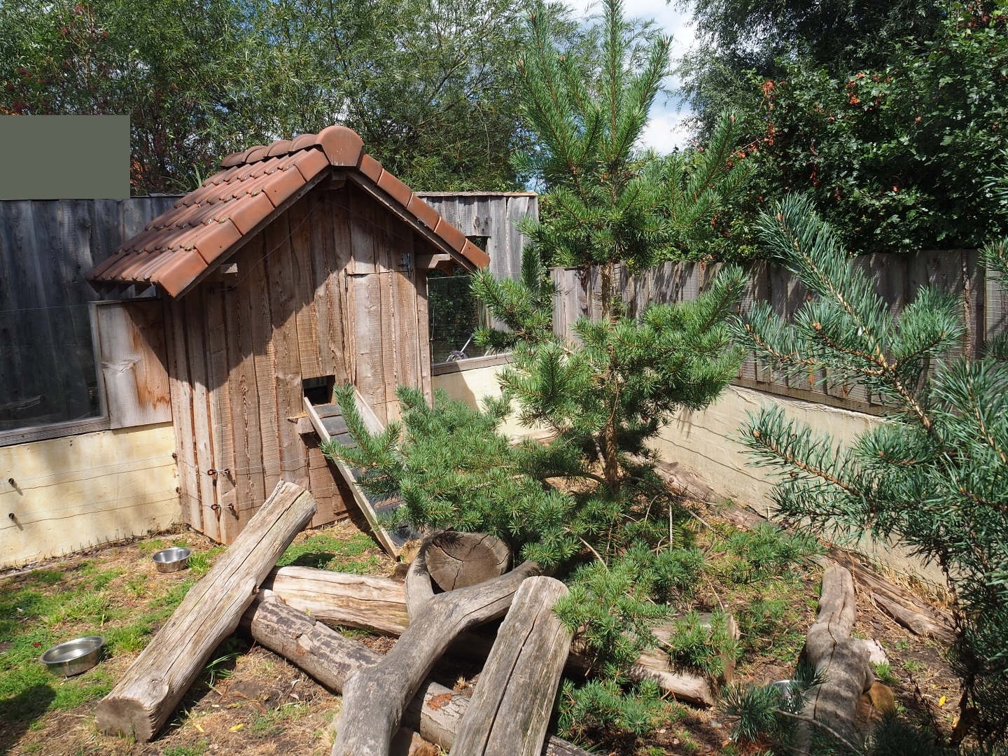 Striped skunk exhibit