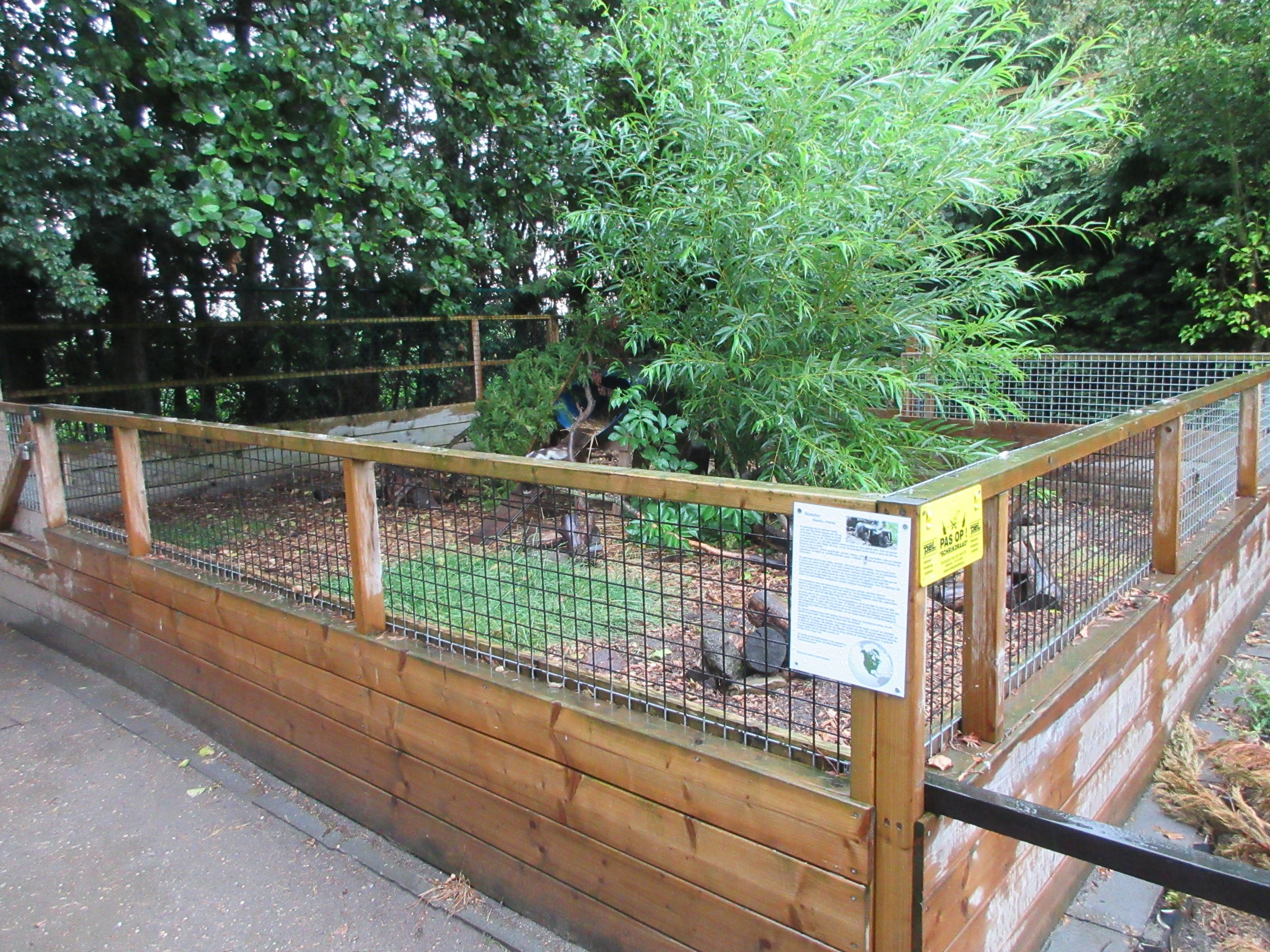 Striped Skunk Exhibit