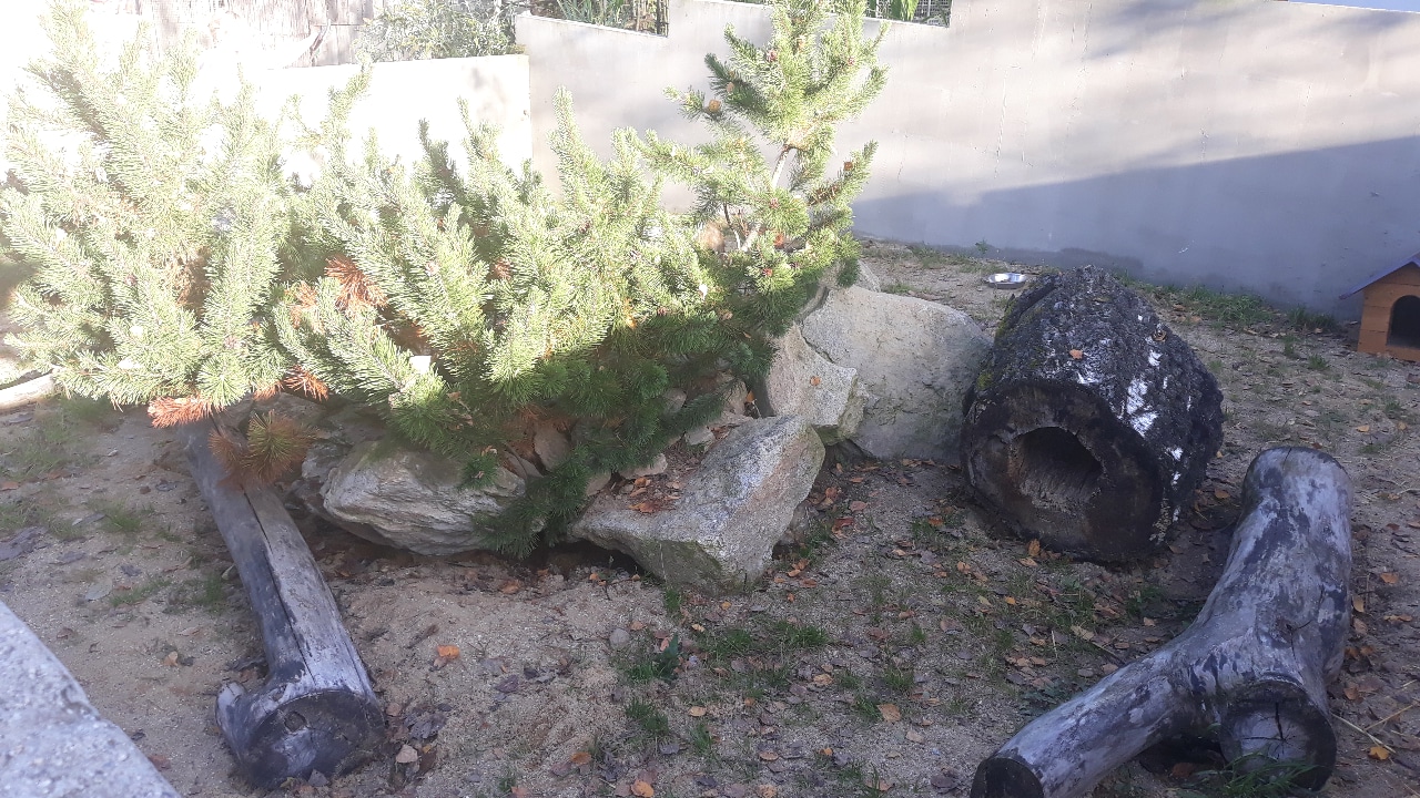 Striped skunk exhibit