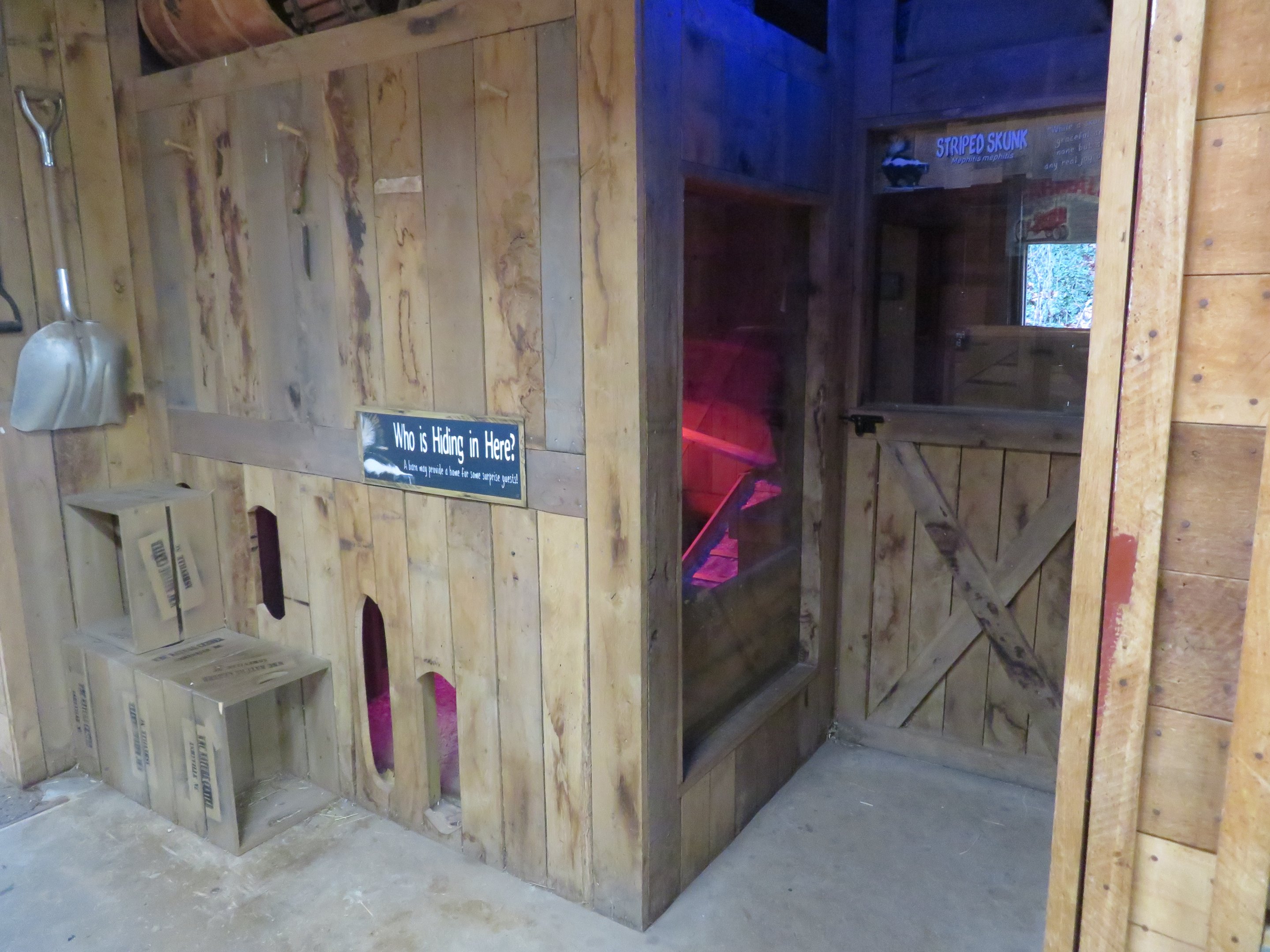 Striped Skunk Exhibit