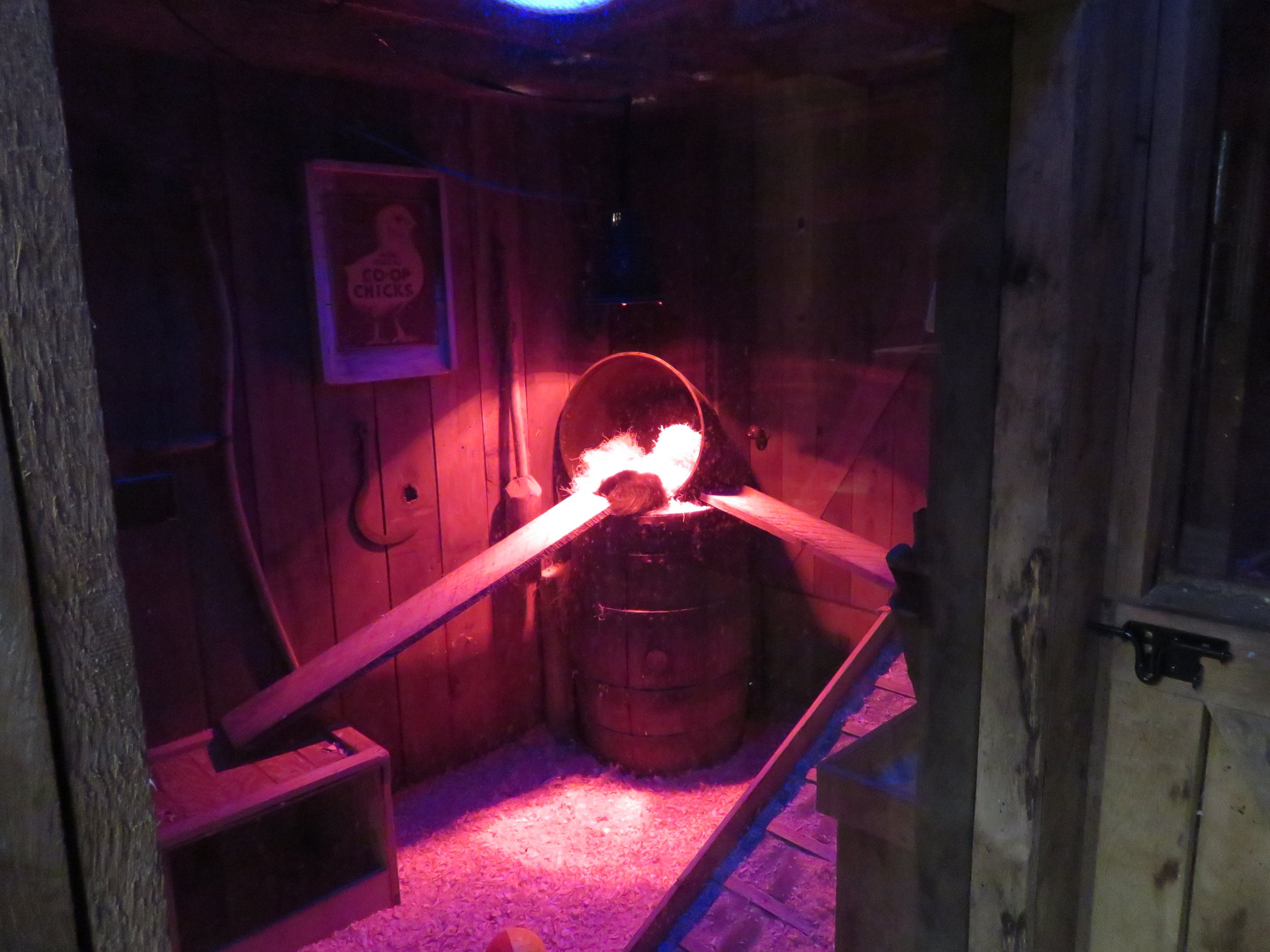 Striped Skunk Exhibit