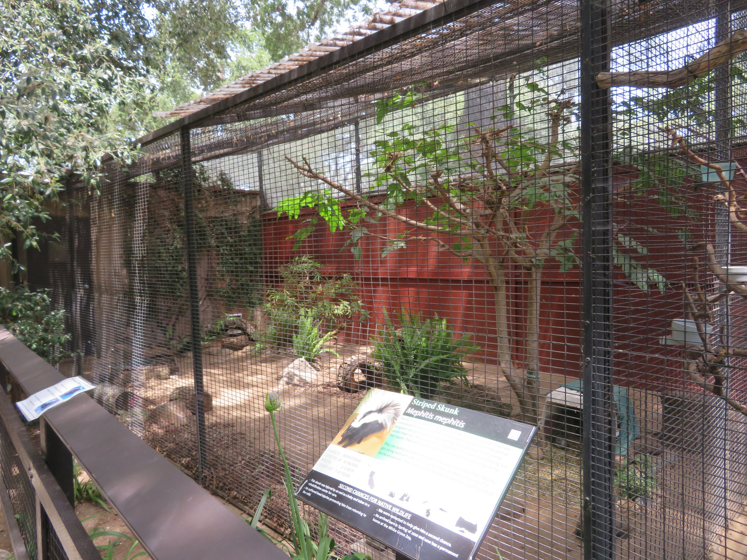Striped Skunk Exhibit