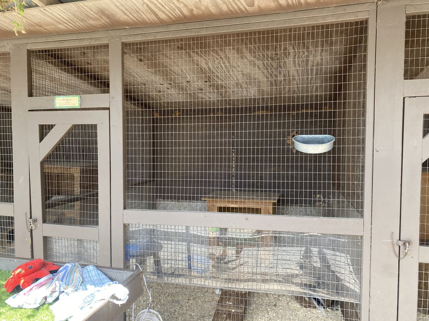 Striped Skunk Exhibit