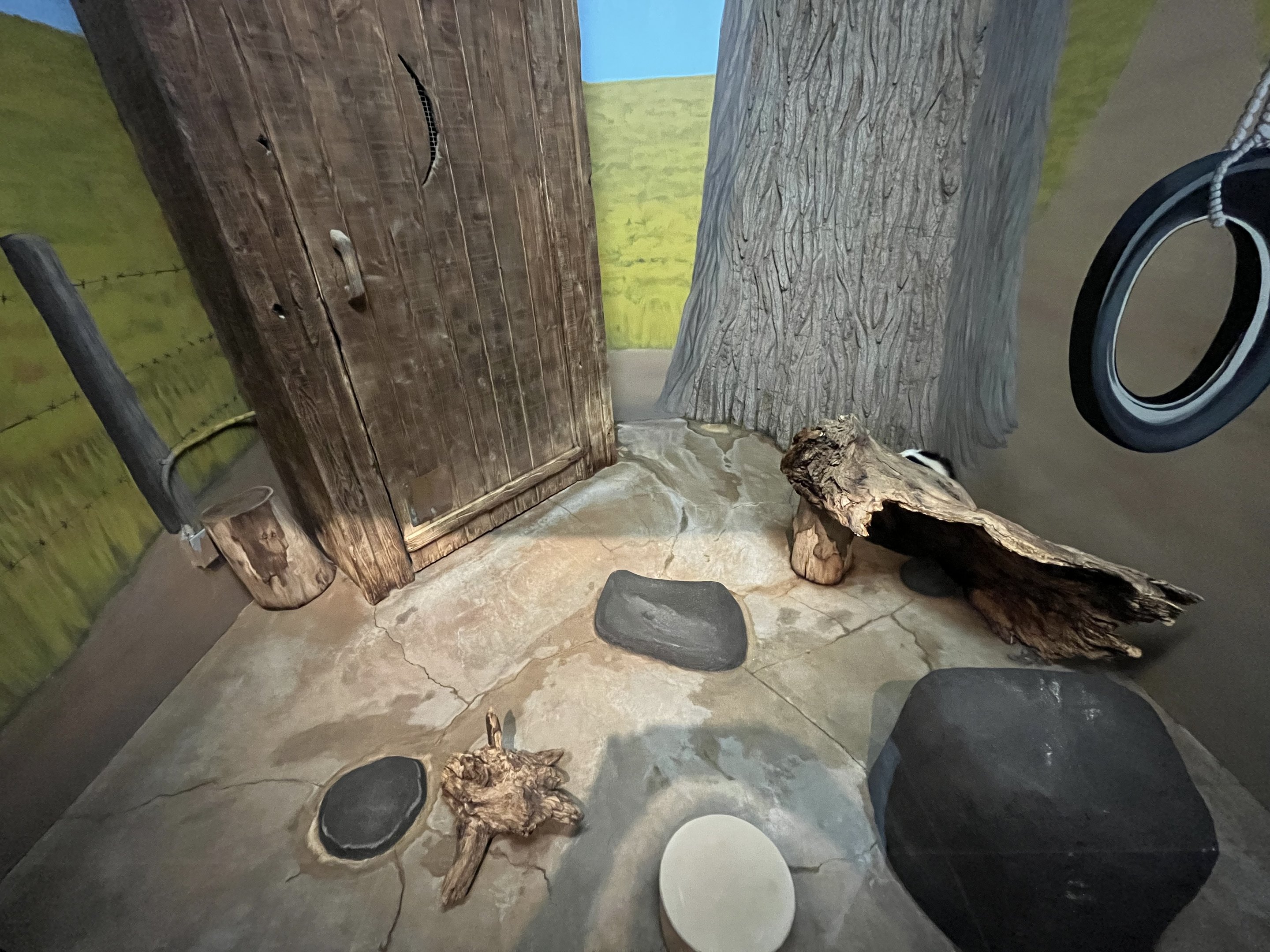 Striped Skunk Exhibit