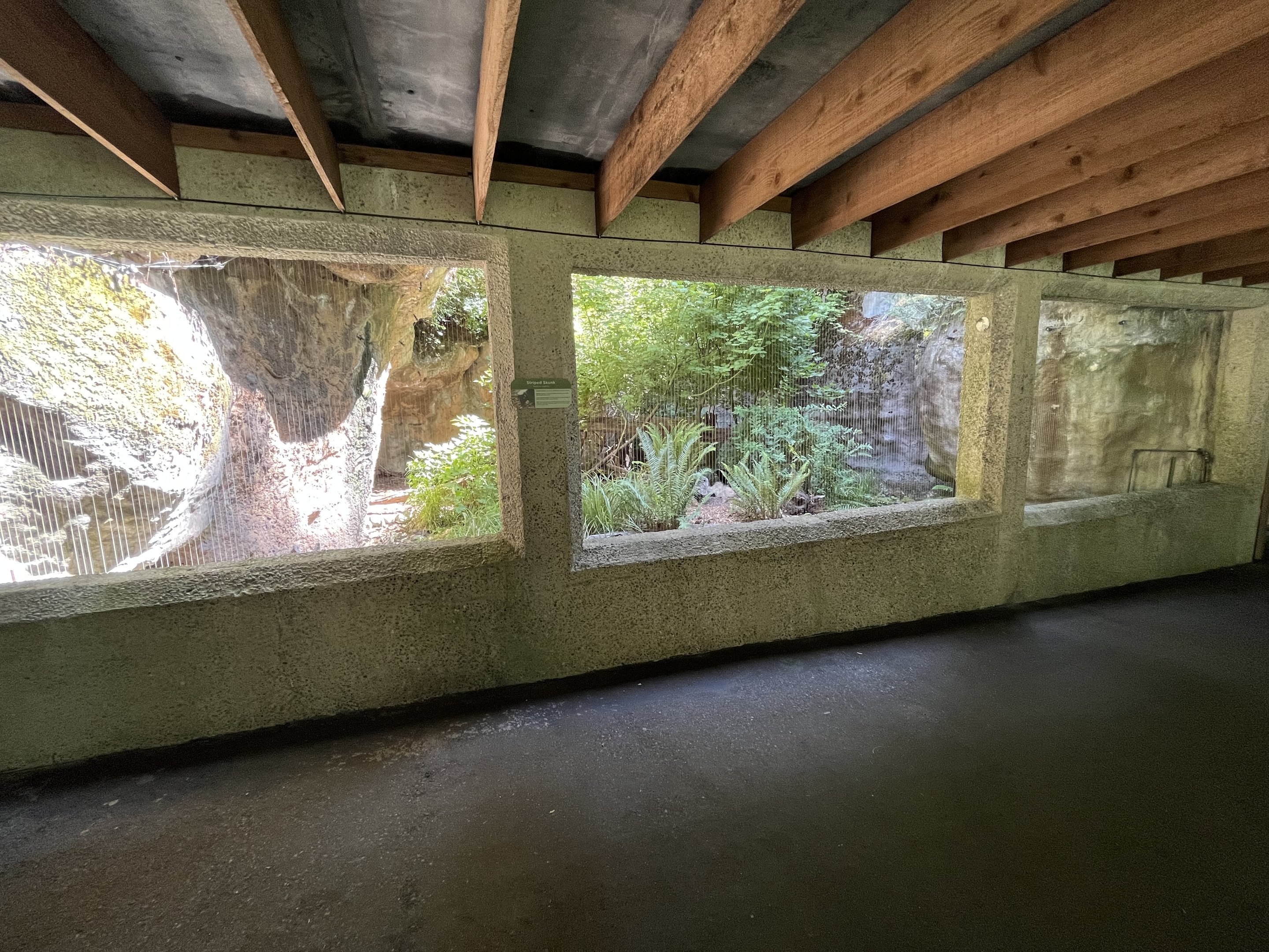 Striped Skunk Exhibit