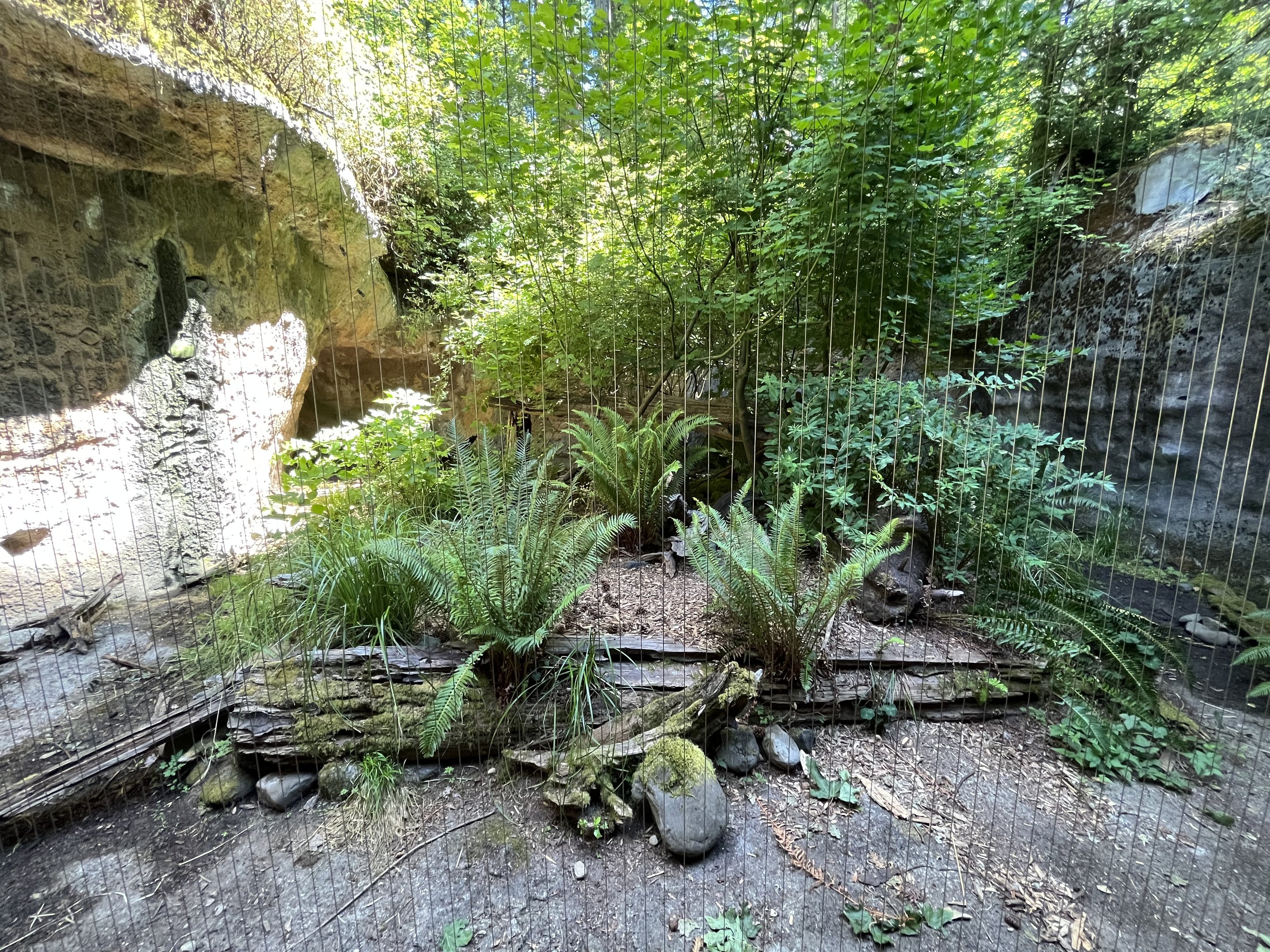 Striped Skunk Exhibit