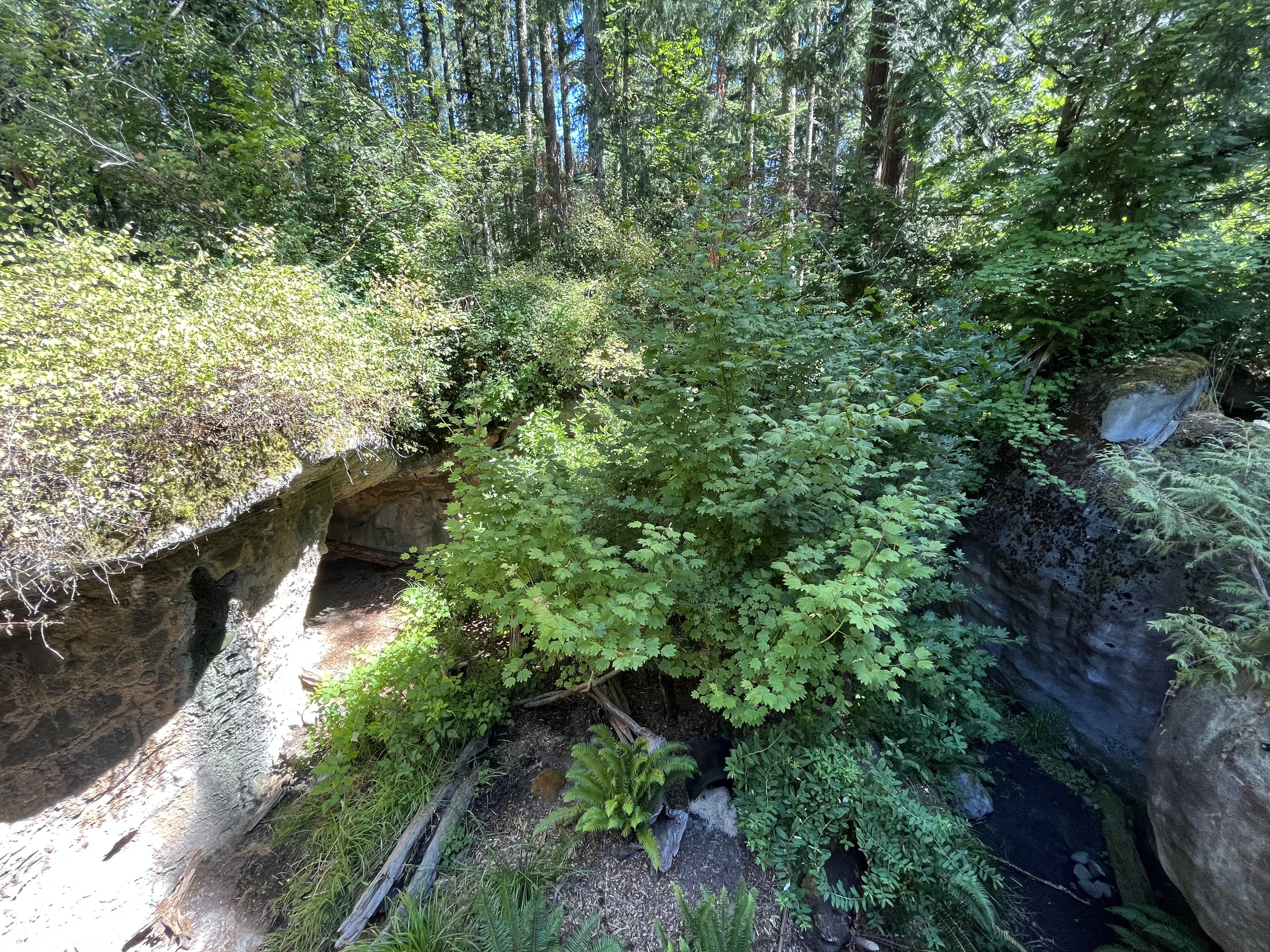 Striped Skunk Exhibit